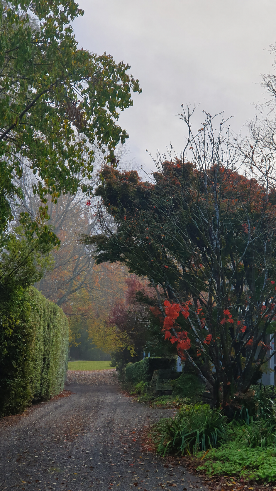 A gravel driveway lined by hedges and trees, coloured by the crimson and golden tones of autumn.