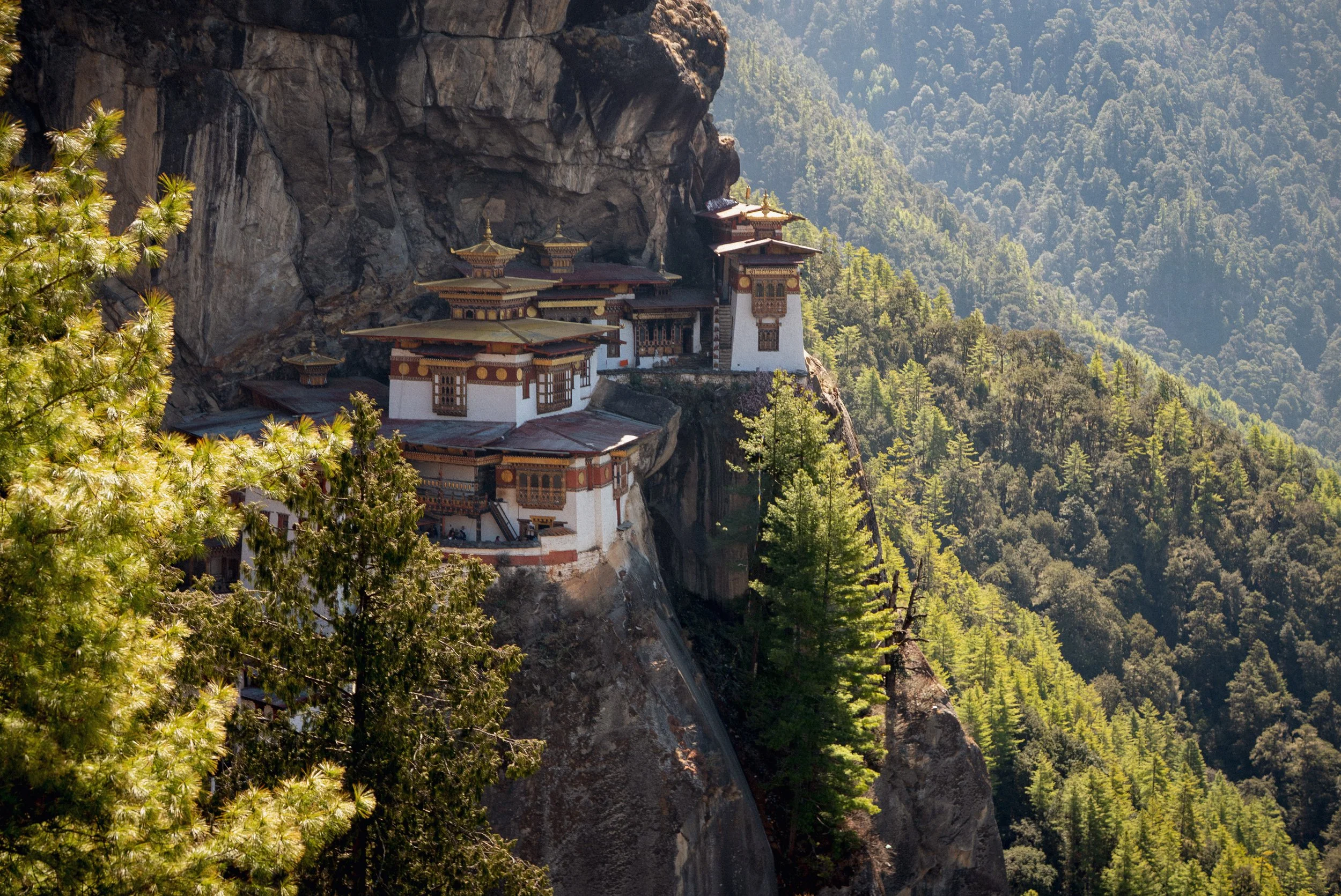 portfolio_tigers_nest-1.jpg