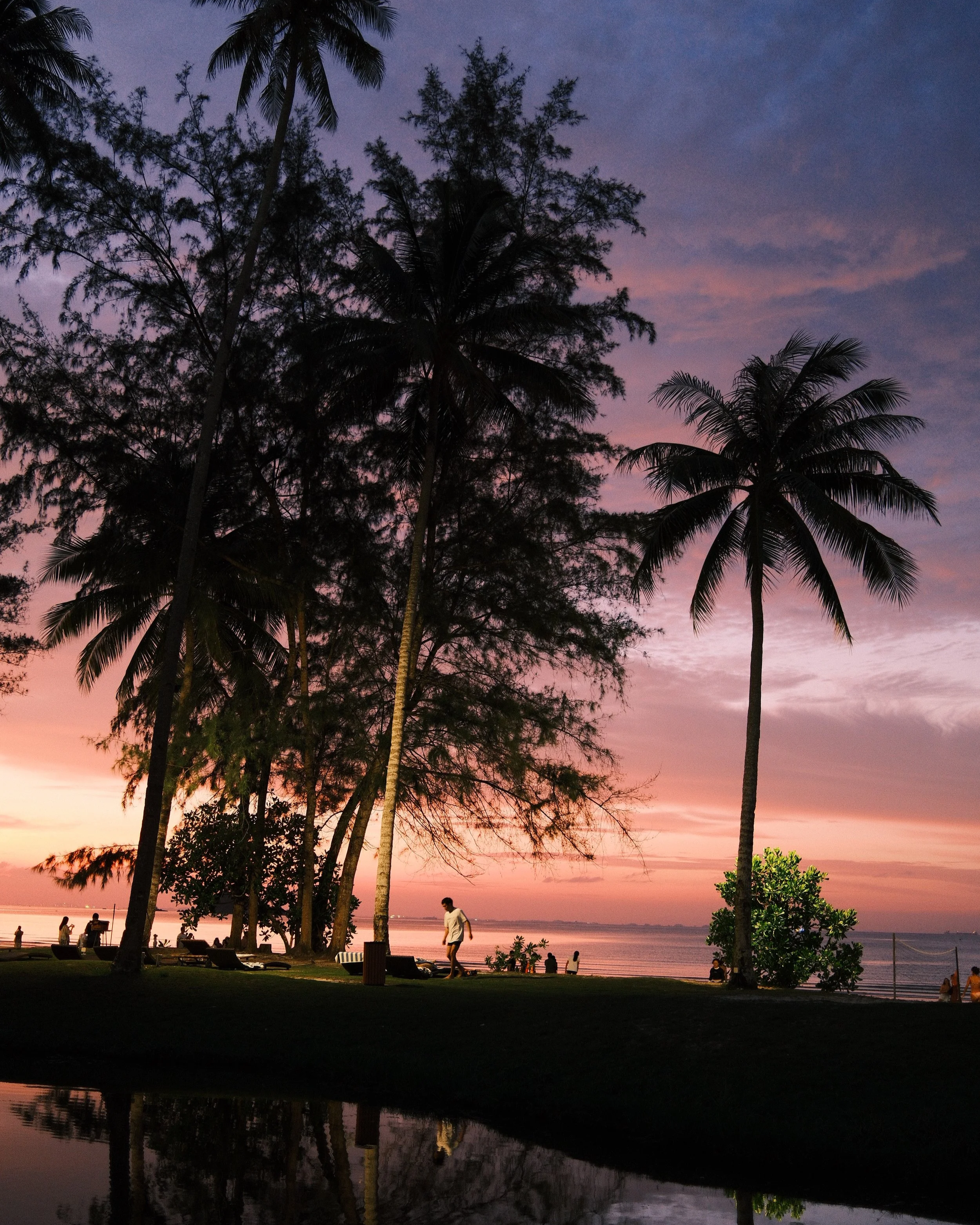 Silhouettes of tall palm trees and other trees against a vibrant sunset sky with pink and purple hues, along a waterfront with people walking and sitting on benches.