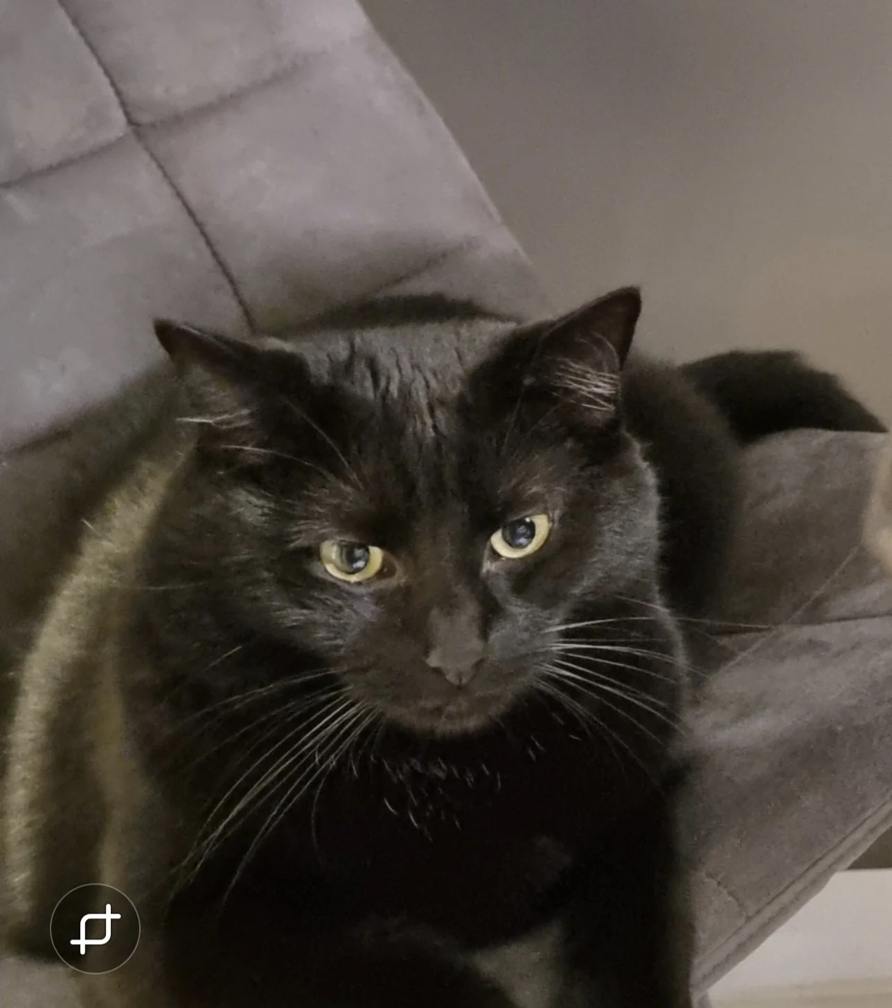 Miso, a black cat sitting on a grey quilted cushion.