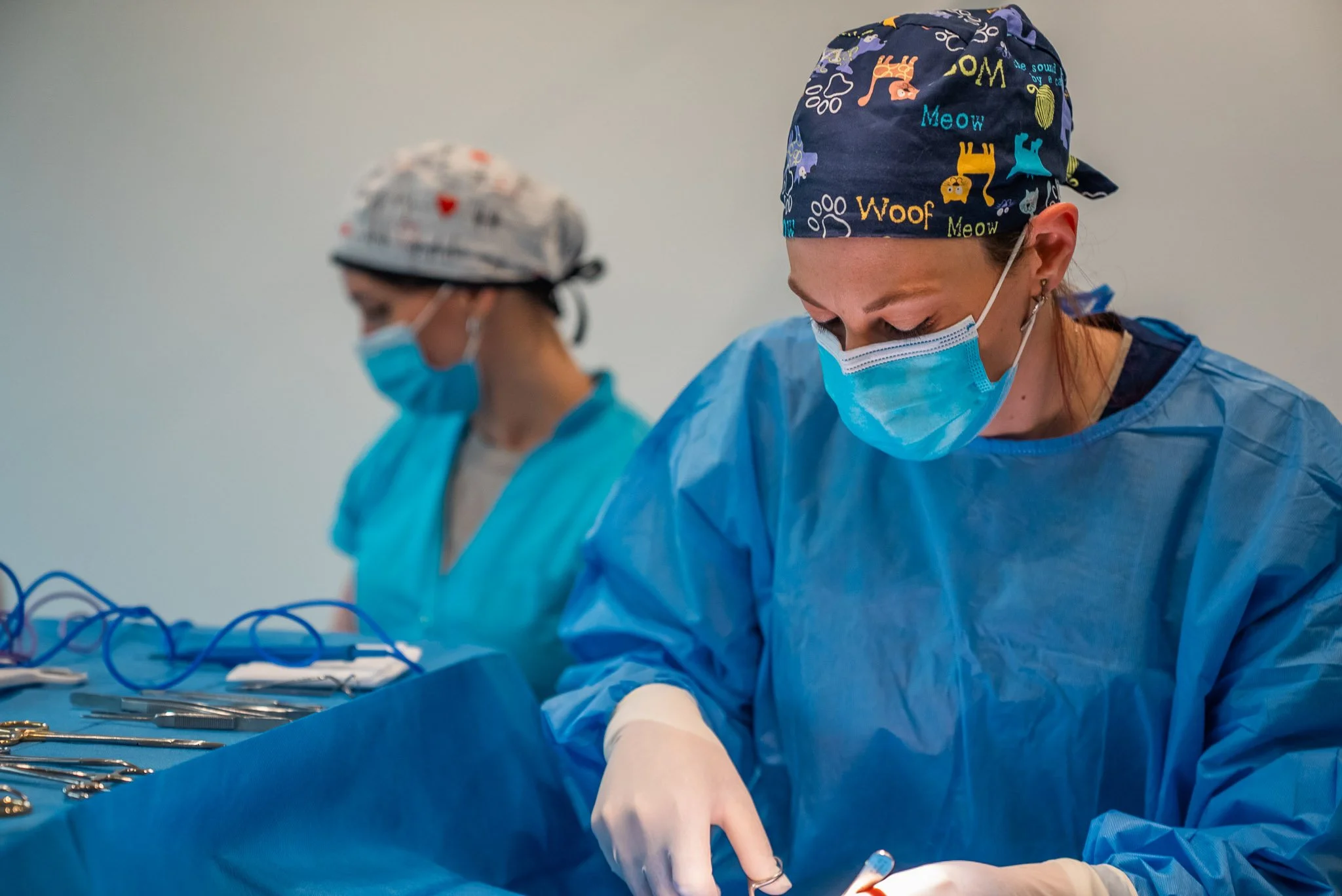 Intervention chirurgicale de précision et soins vétérinaires spécialisés chez Animal Practice Luxembourg.