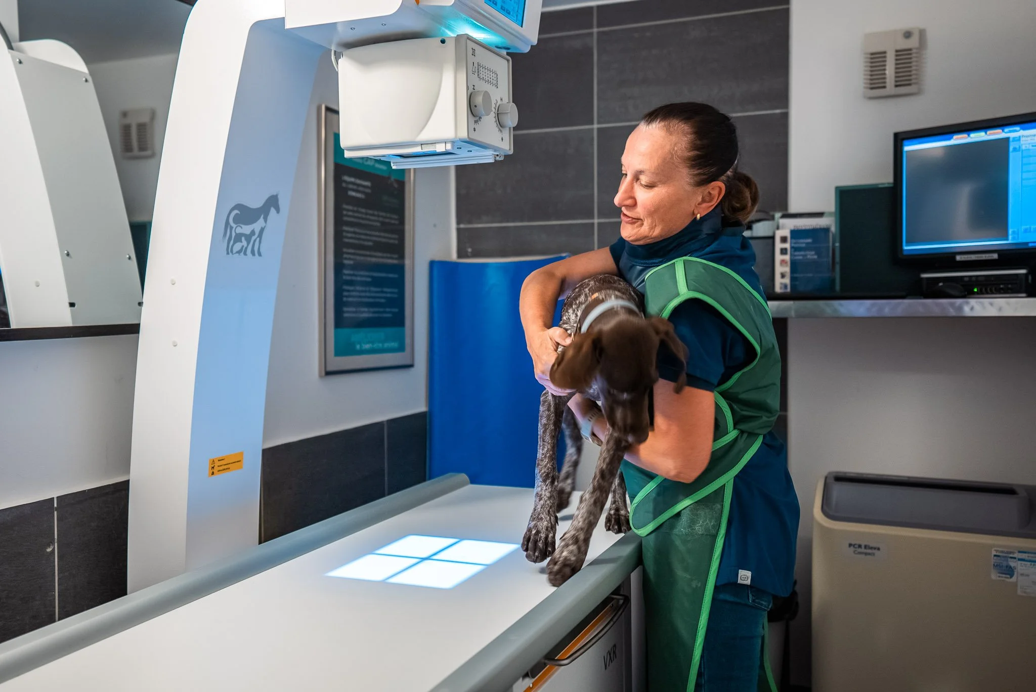 Examen vétérinaire d'un chien avec équipement de diagnostic de haute précision chez Animal Practice.