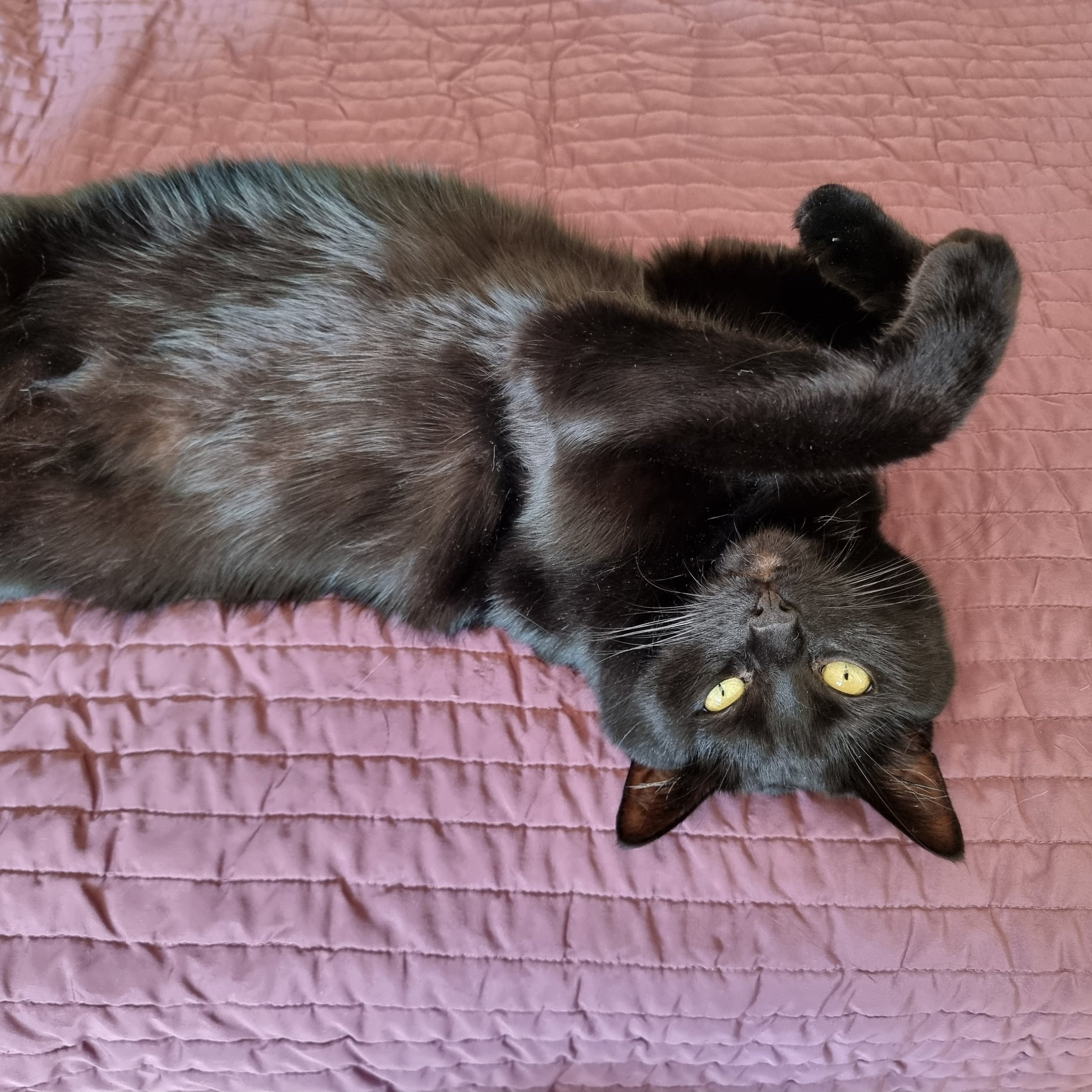 Miso, a black cat lying on its back on a purple quilted blanket.