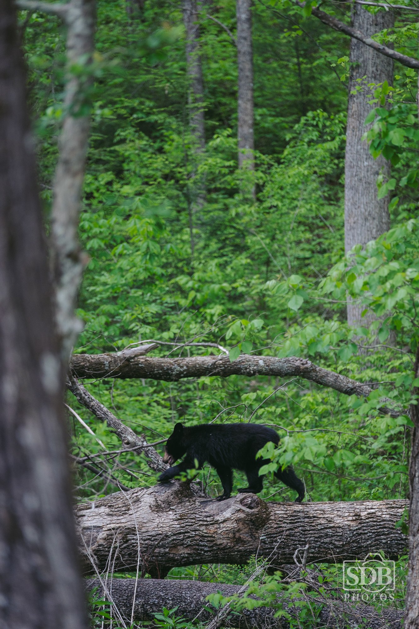 Great Smoky Mountains National Park-260423-SDBPhotoz-2.jpg