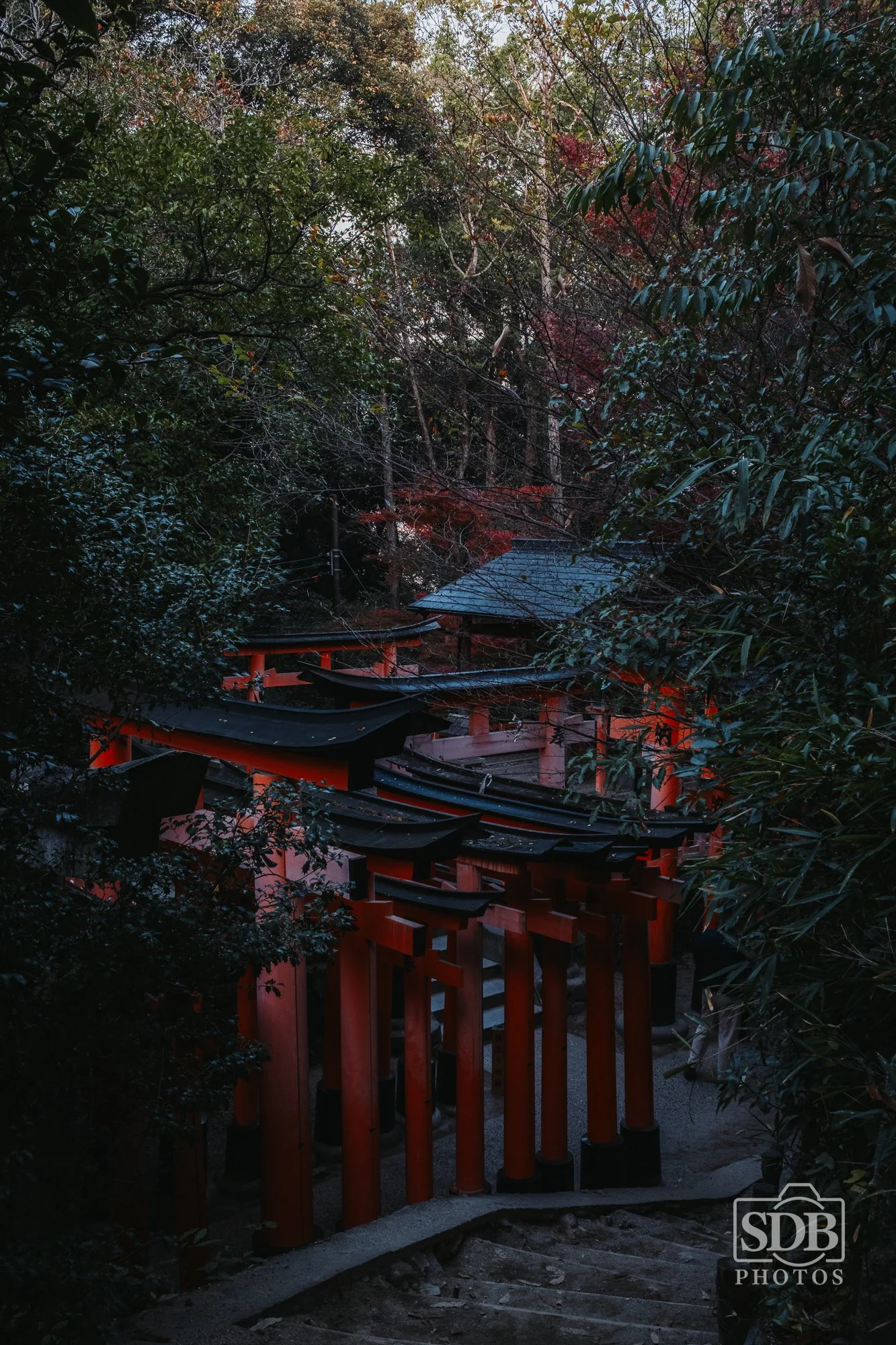 Kyoto-251116-SDBPhotoz-2.jpg