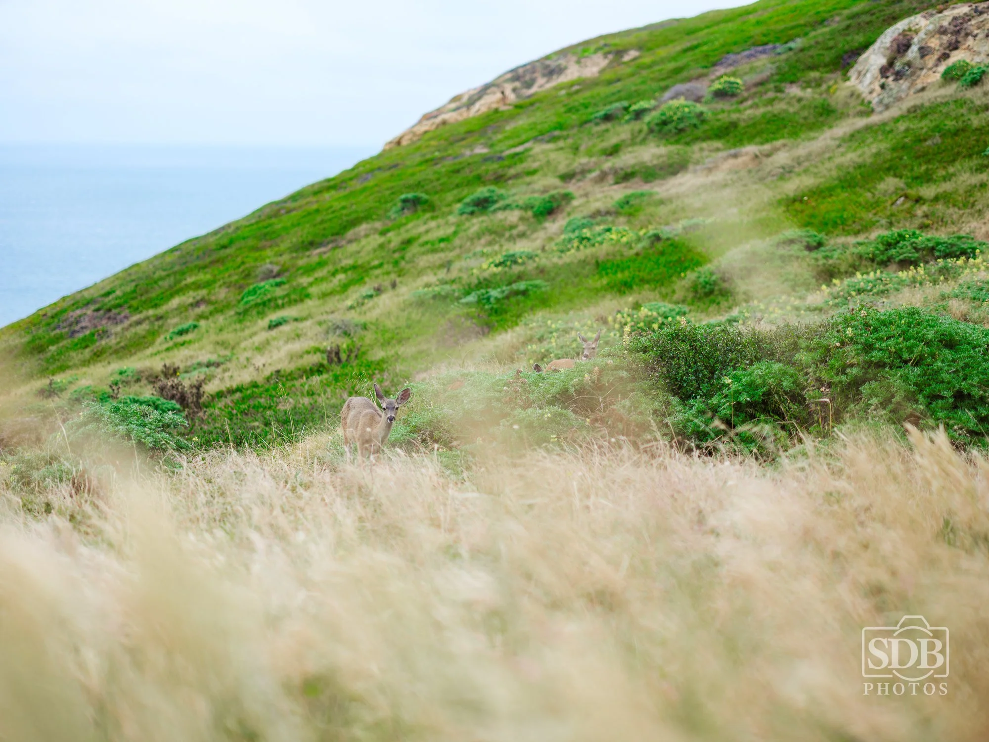Point Reyes 26 07 07 sdbphotos web-14.jpg
