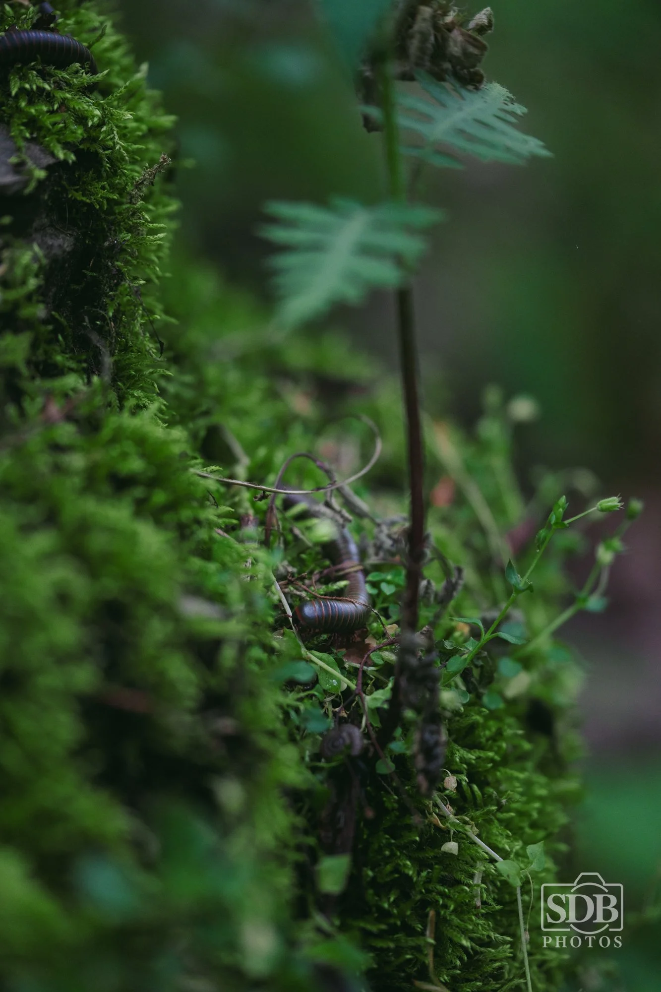 New River Gorge National Park-260425-SDBPhotoz-3.jpg