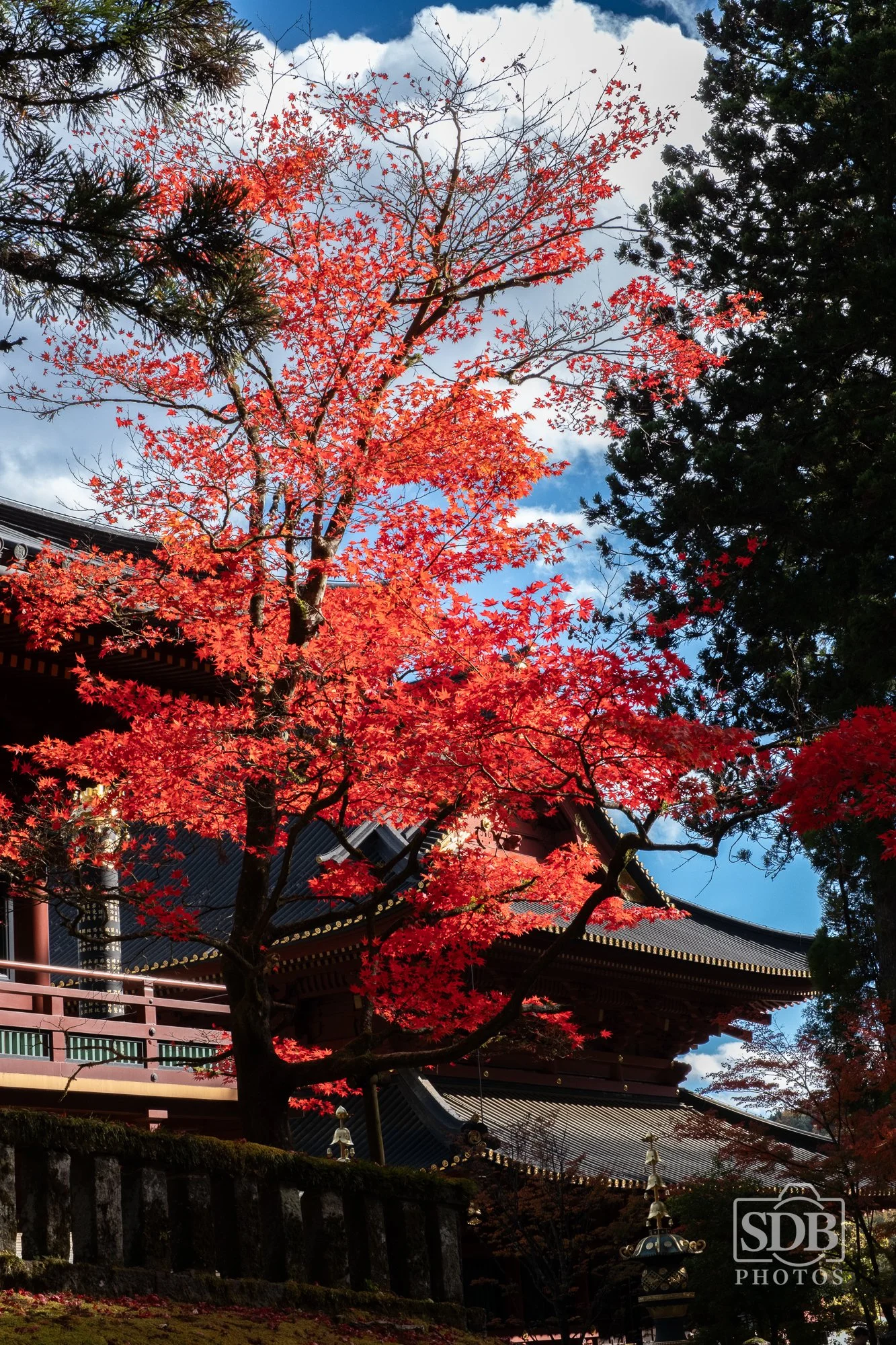 Nikko Japan-251110-SDBPhotoz-5.jpg