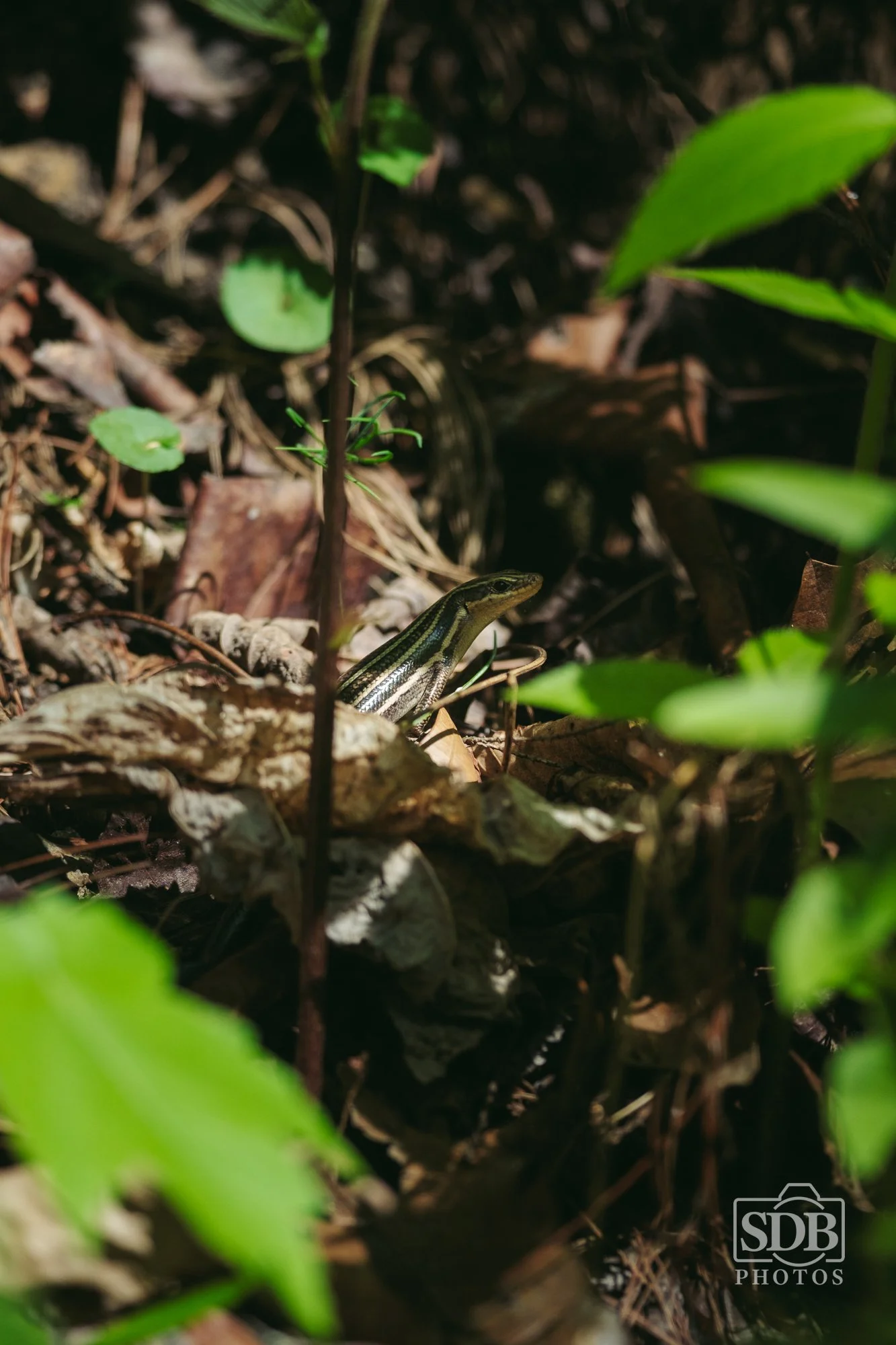 Great Smoky Mountains National Park-260423-SDBPhotoz-5.jpg