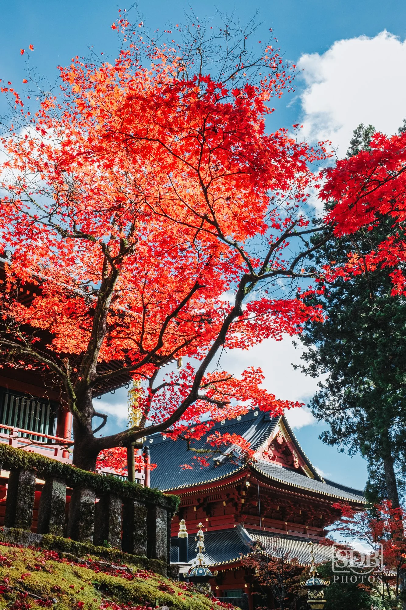 Nikko Japan-251110-SDBPhotoz-6.jpg