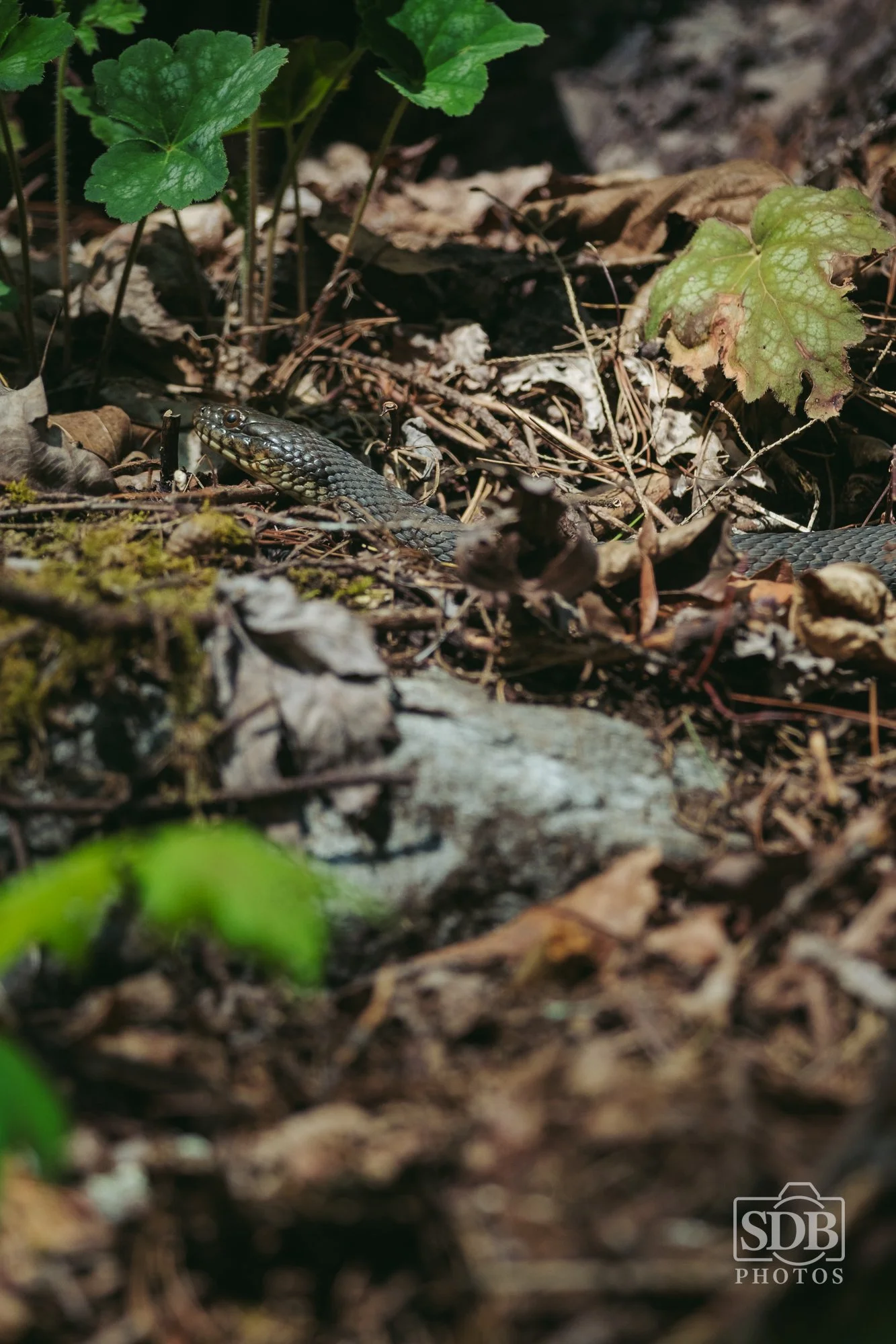 Great Smoky Mountains National Park-260423-SDBPhotoz-4.jpg
