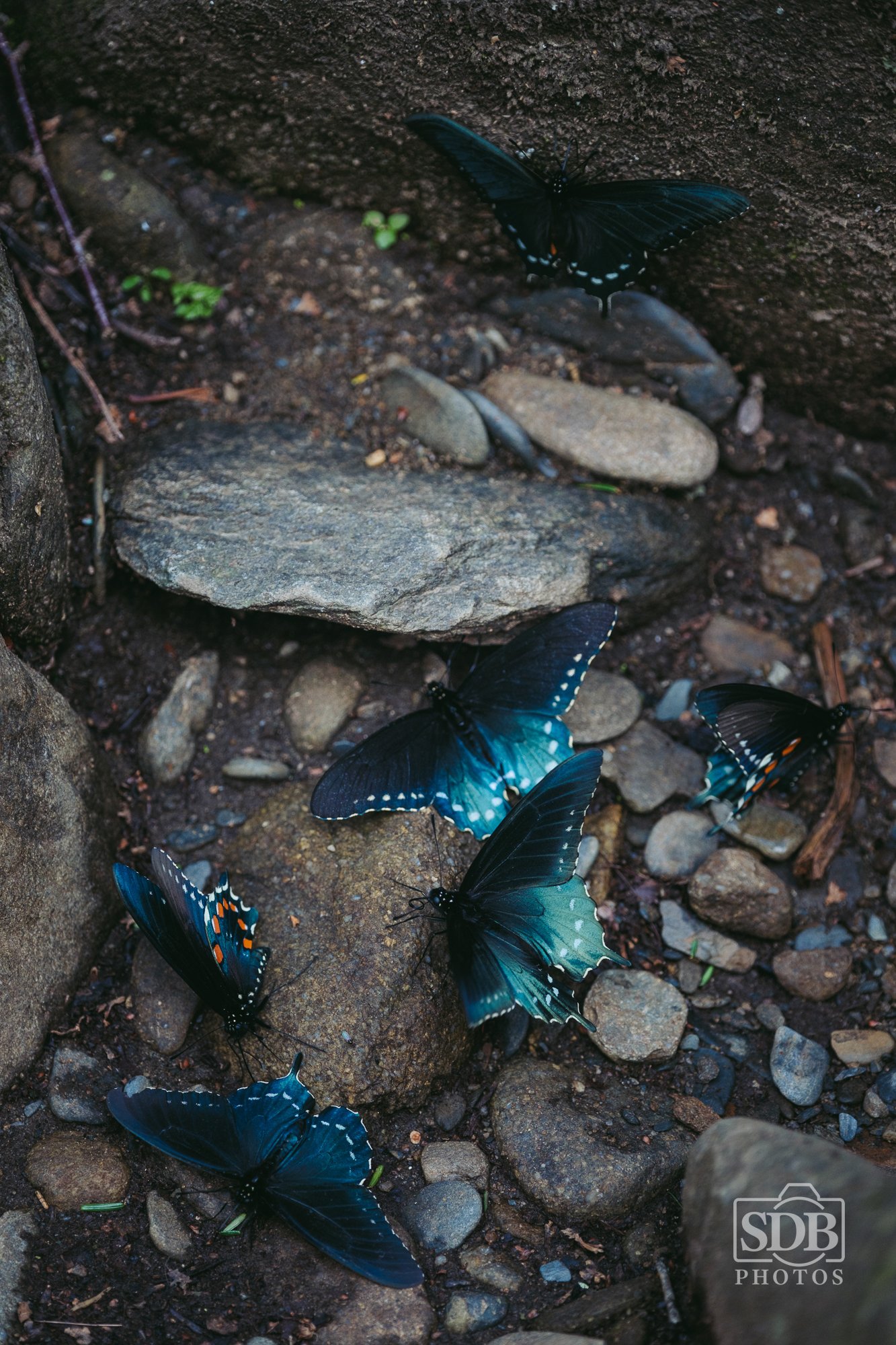 Great Smoky Mountains National Park-260423-SDBPhotoz-10.jpg