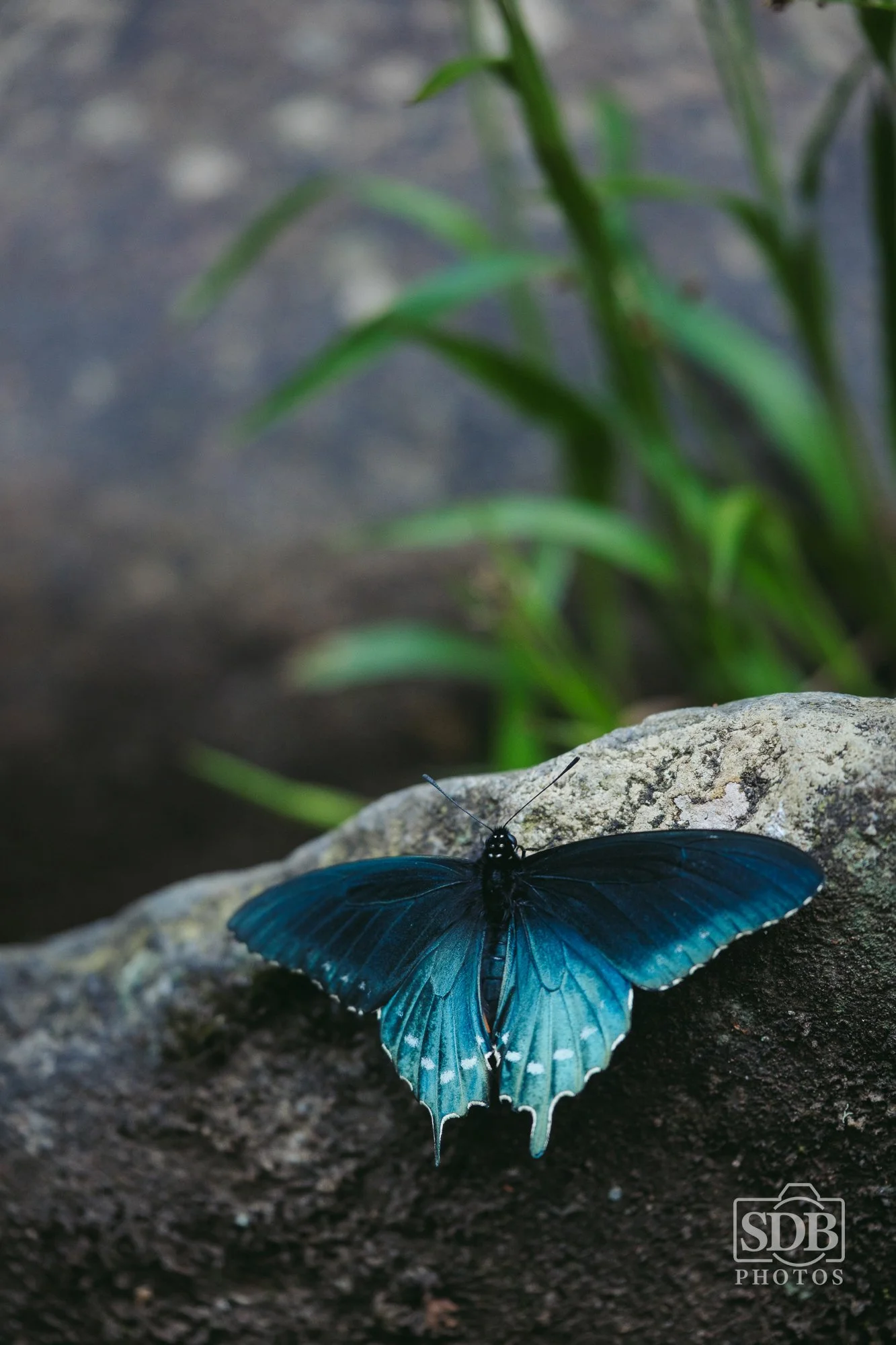 Great Smoky Mountains National Park-260423-SDBPhotoz-11.jpg