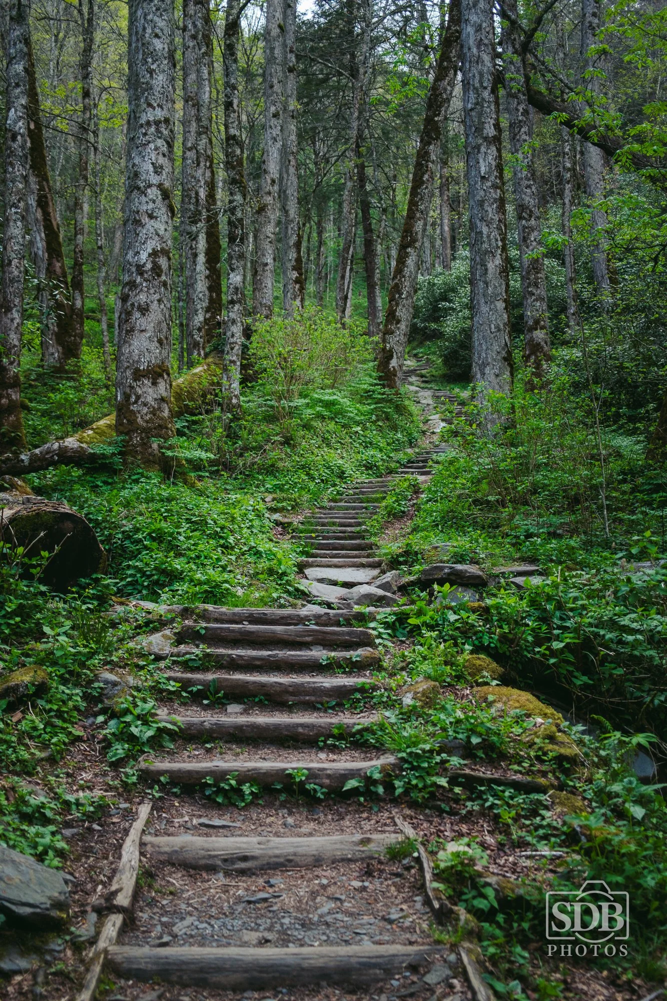 Great Smoky Mountains National Park-260423-SDBPhotoz-15.jpg