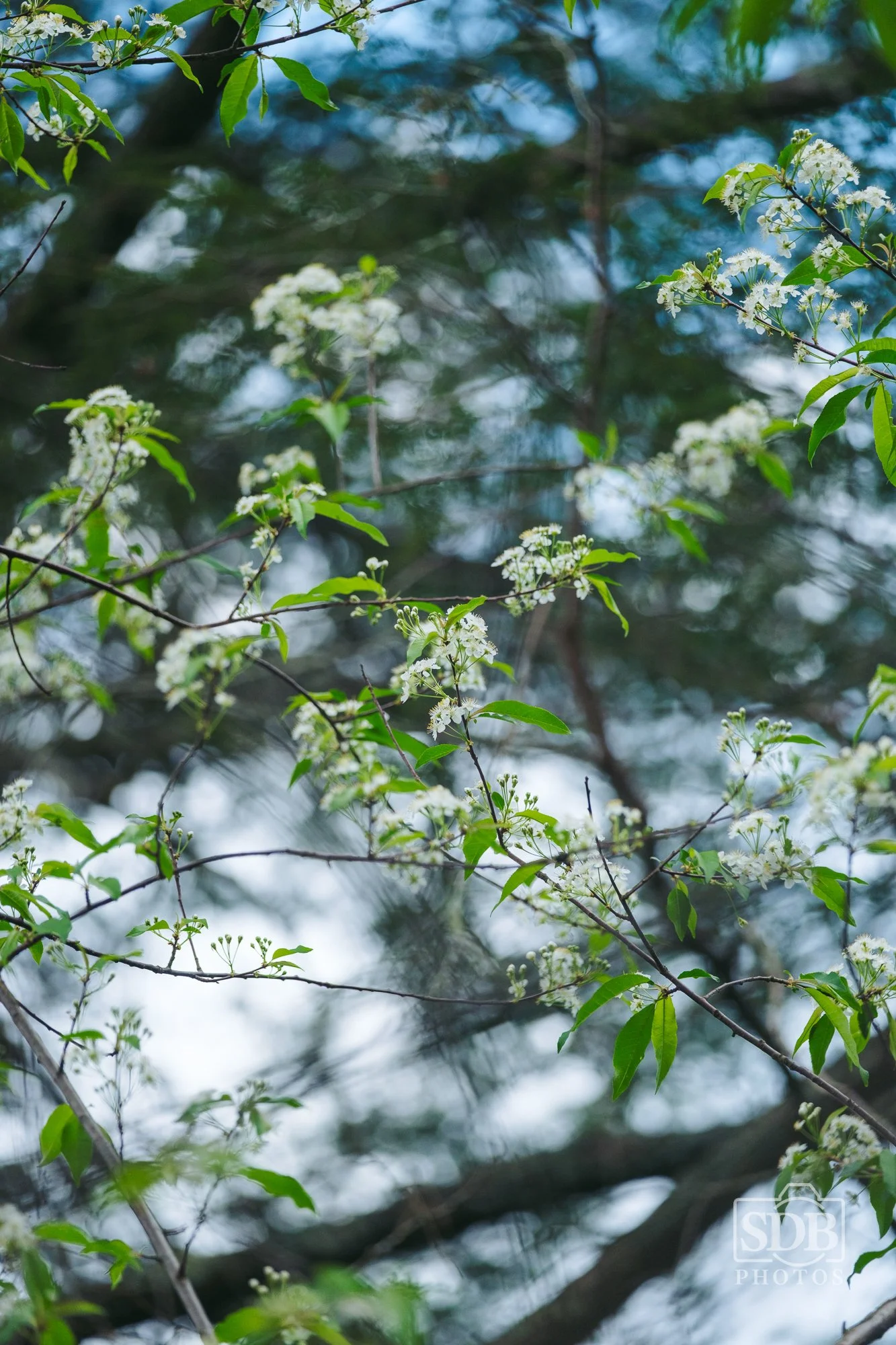 Great Smoky Mountains National Park-260423-SDBPhotoz-14.jpg