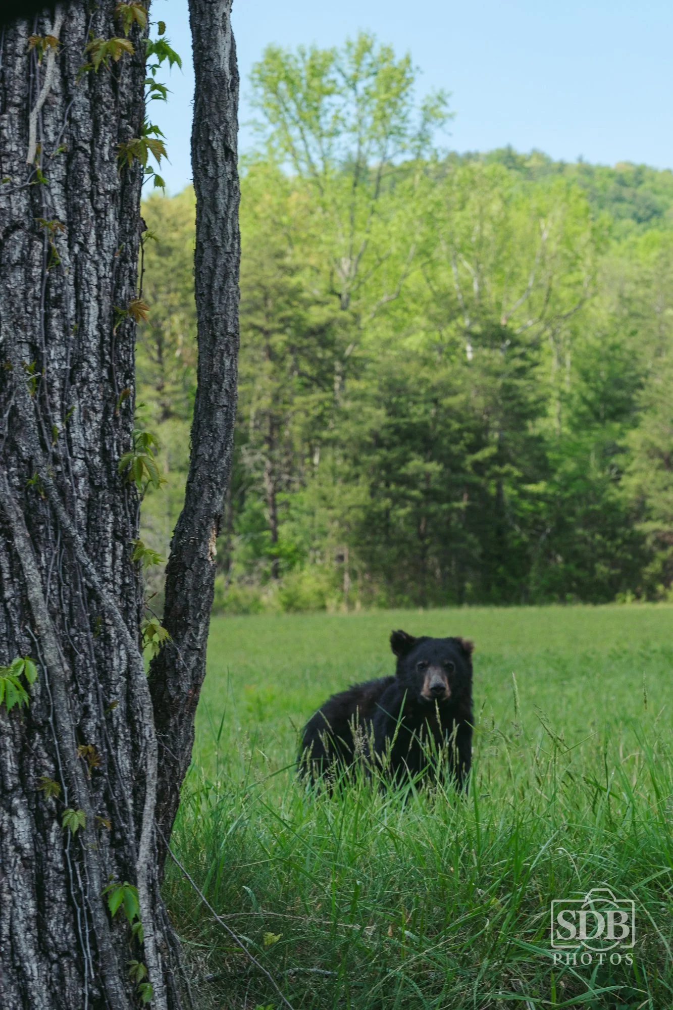 Great Smoky Mountains National Park-260423-SDBPhotoz-3.jpg
