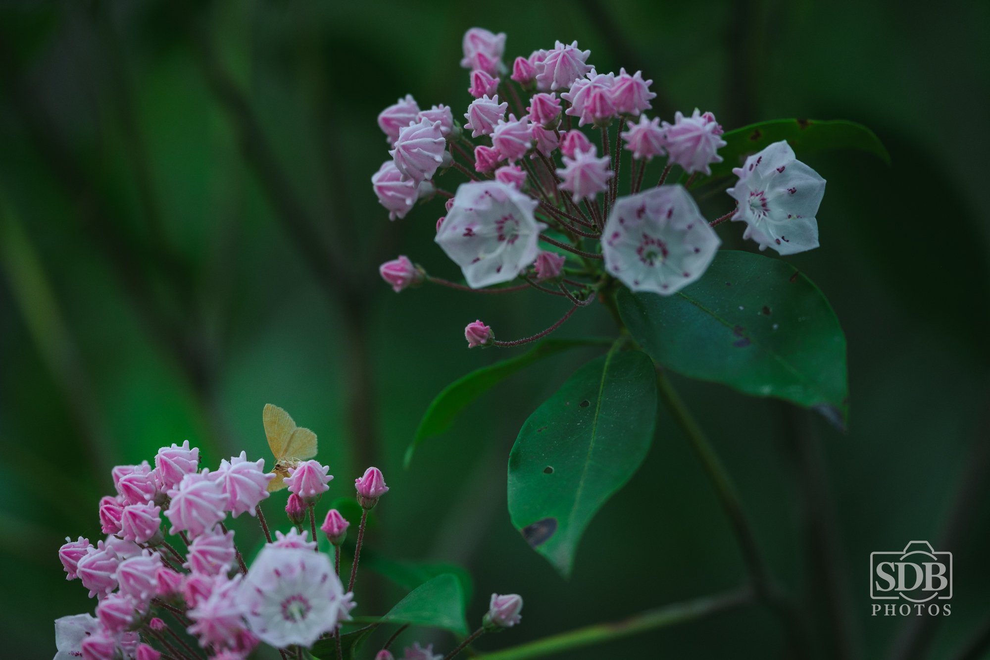Great Smoky Mountains National Park-260423-SDBPhotoz-8.jpg