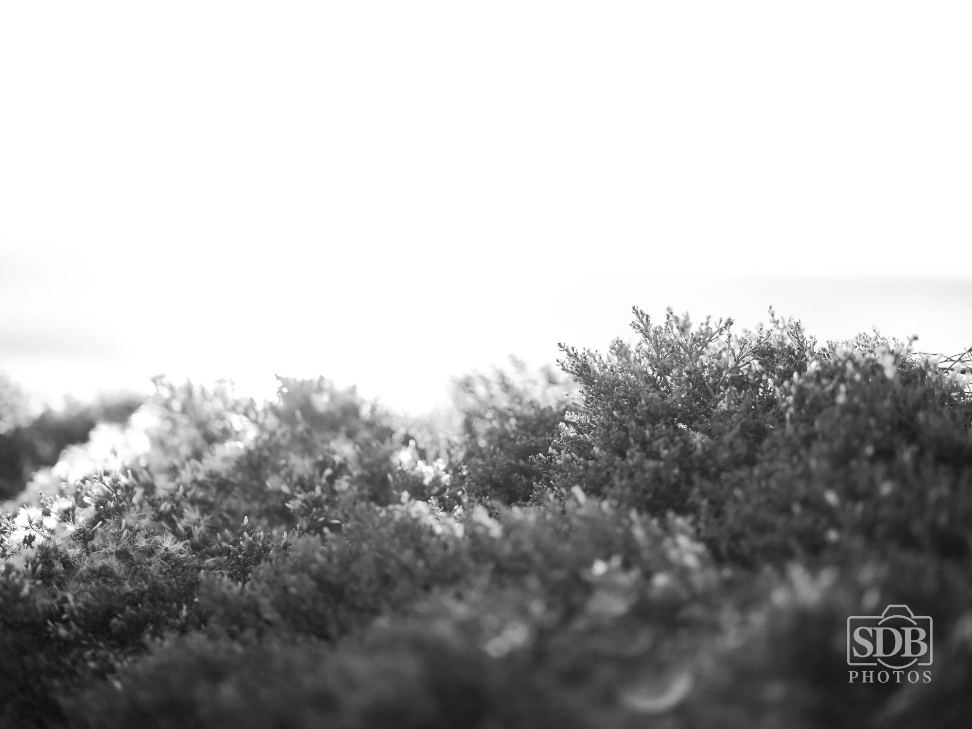 Point Reyes 26 09 05 sdbphotos web-55.jpg