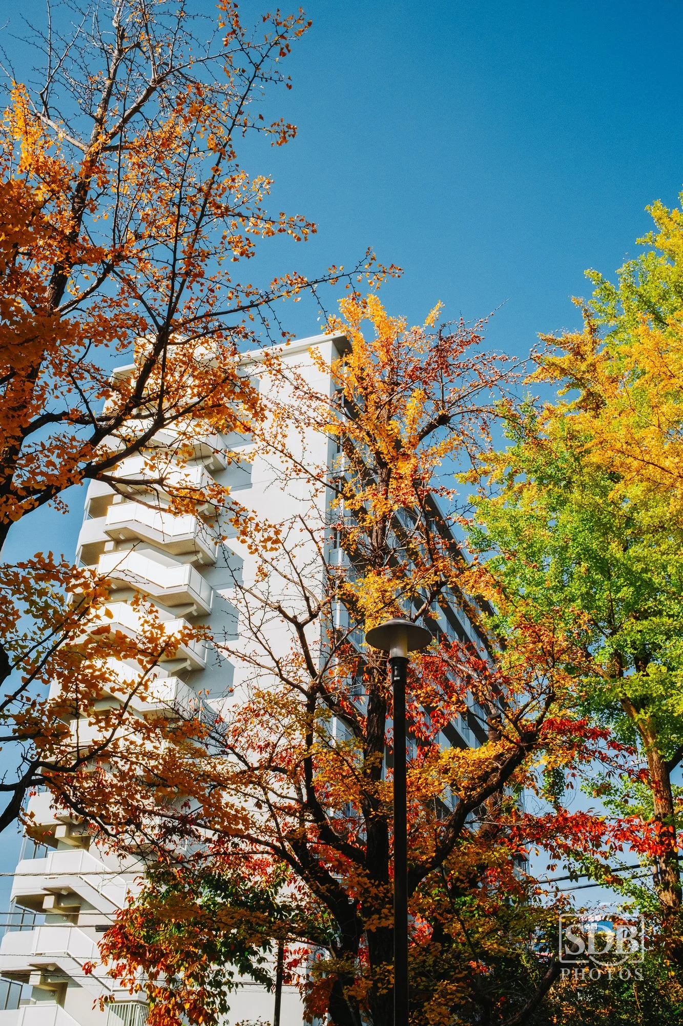 Kyoto-251114-SDBPhotoz-2.jpg