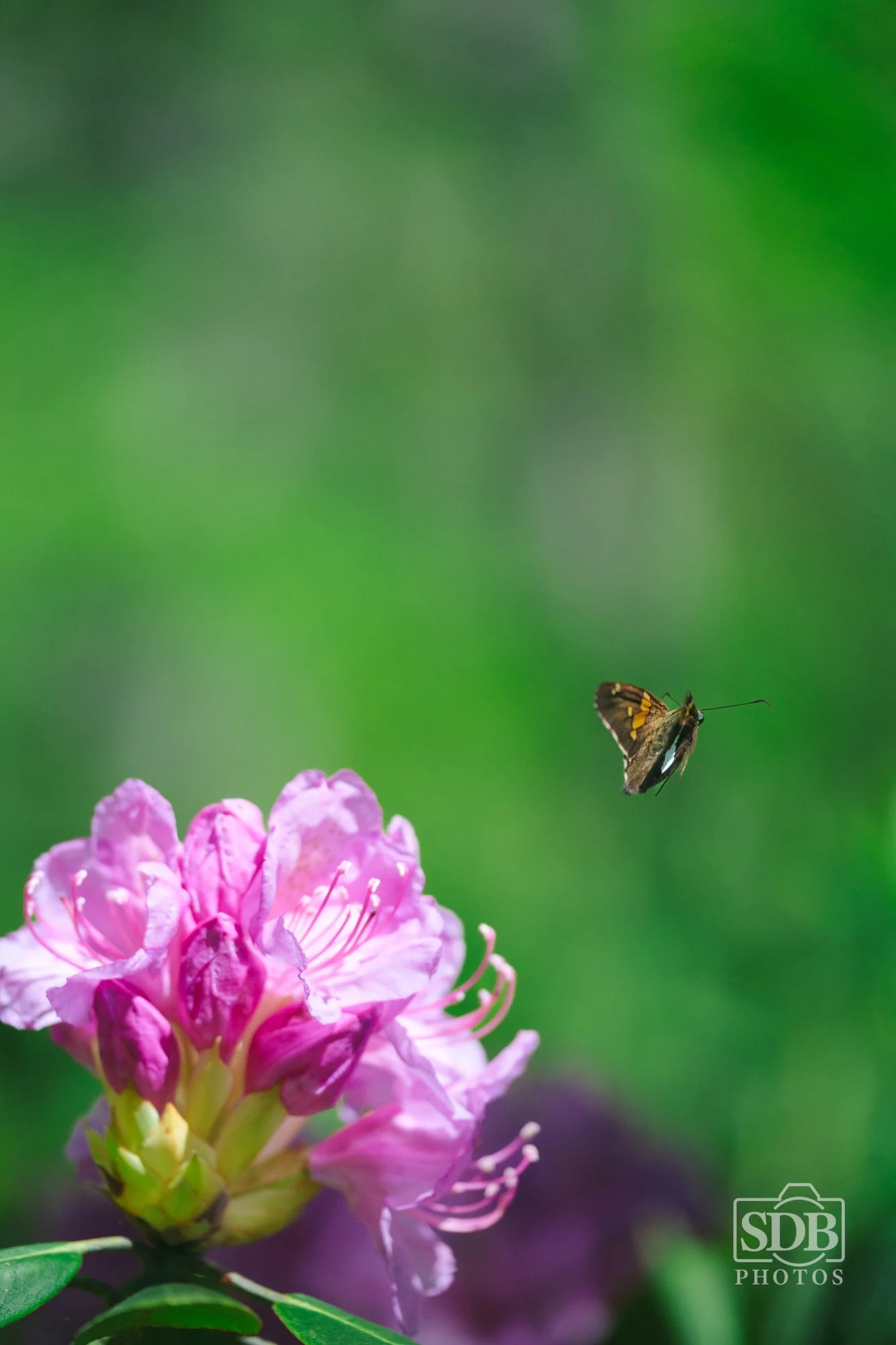 New River Gorge National Park-260425-SDBPhotoz-7.jpg