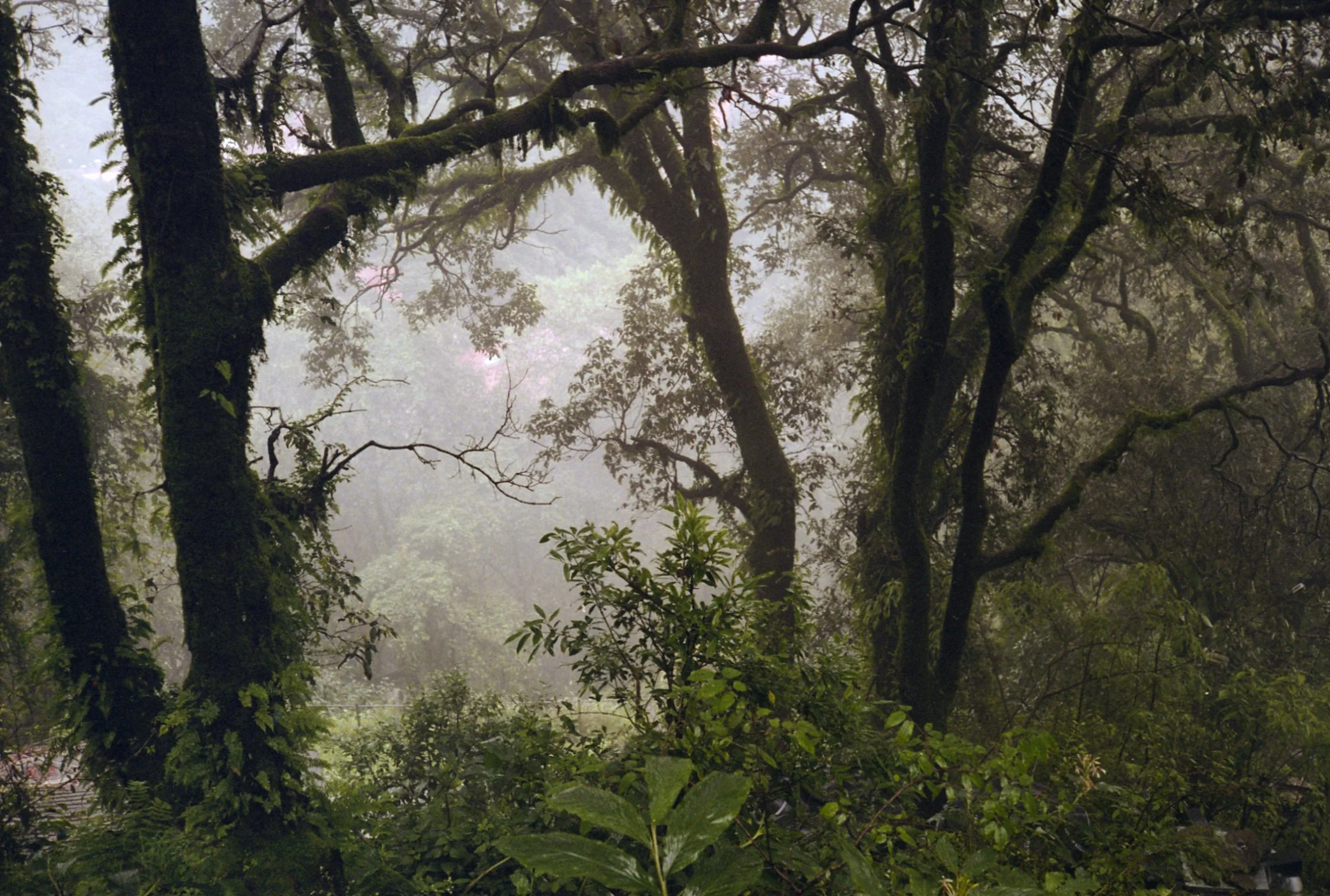 A dense, foggy forest with tall trees covered in moss and lush green foliage.