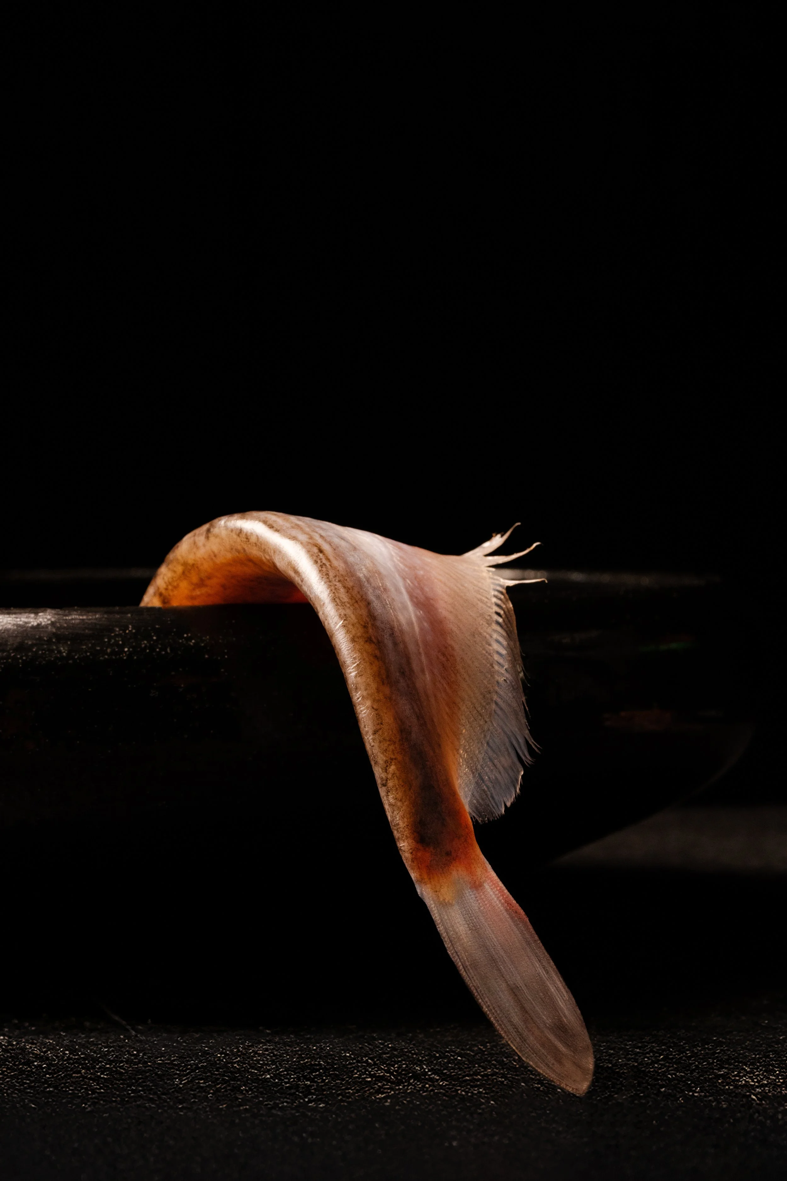 _DSC6836.jpg