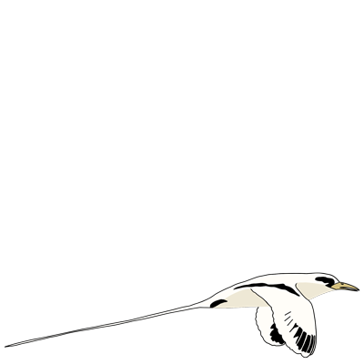 Illustration épurée d'un oiseau Paille-en-Queue endémique de la Réunion en plein vol contrastant avec un contour noir.