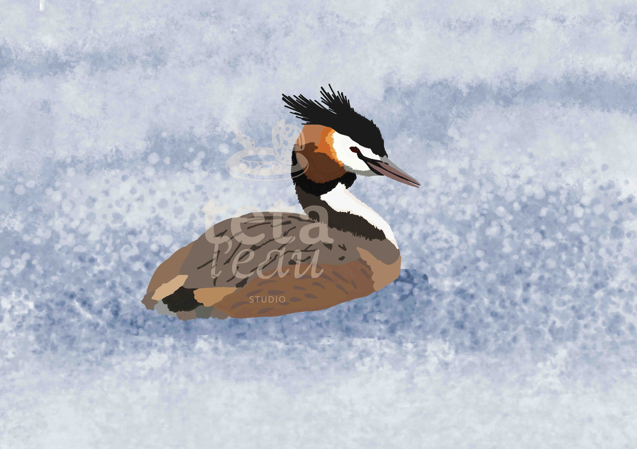 FAUNE-10---GRÈBE-HUPPÉ-.png