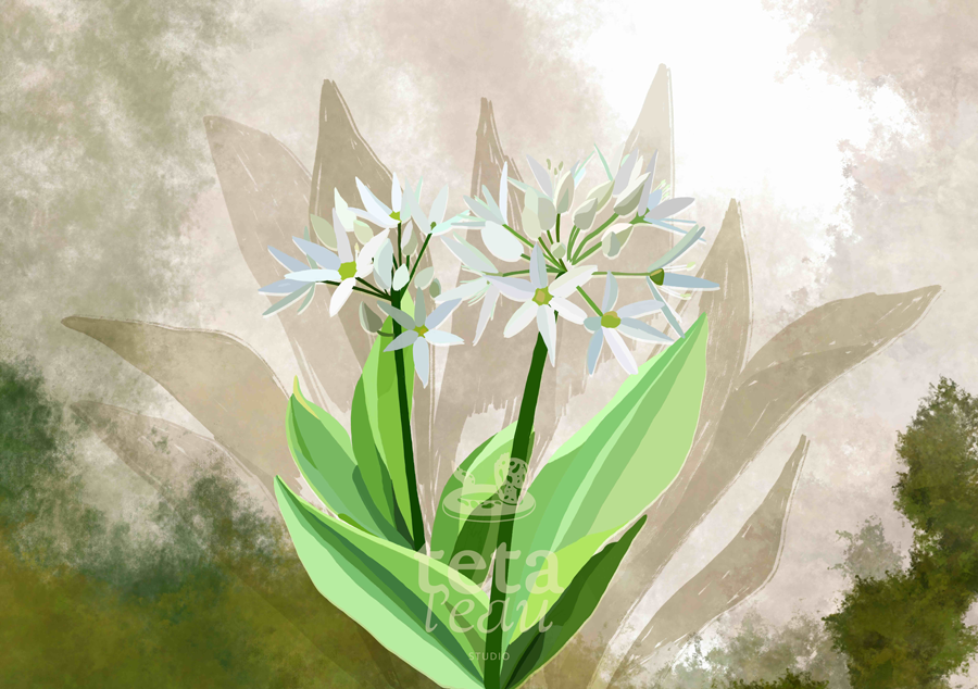 FLORE-1---AIL-DES-OURS.png