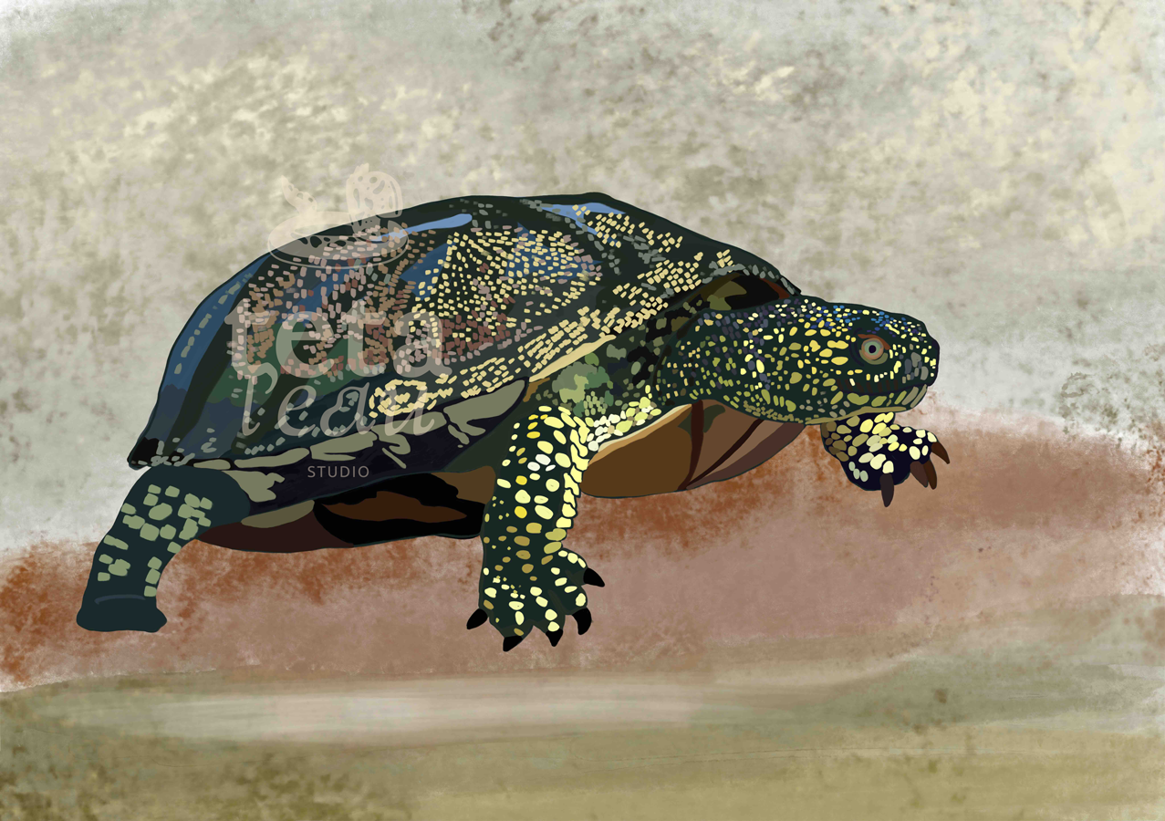 FAUNE-7---TORTUE.png