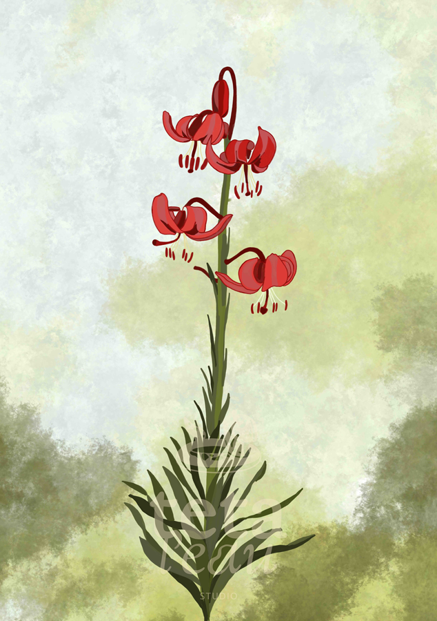 FLORE-9---LIS-MARTAGON.png