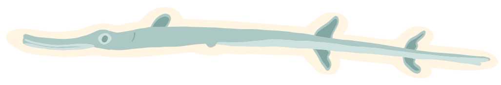 Illustration stylisée d'un poisson flûte, long et effilé au museau pointu. Teintes de bleus évoquant la transparence du poisson dans l'eau.