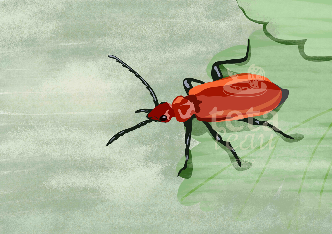 FAUNE-5---CARDINAL.png