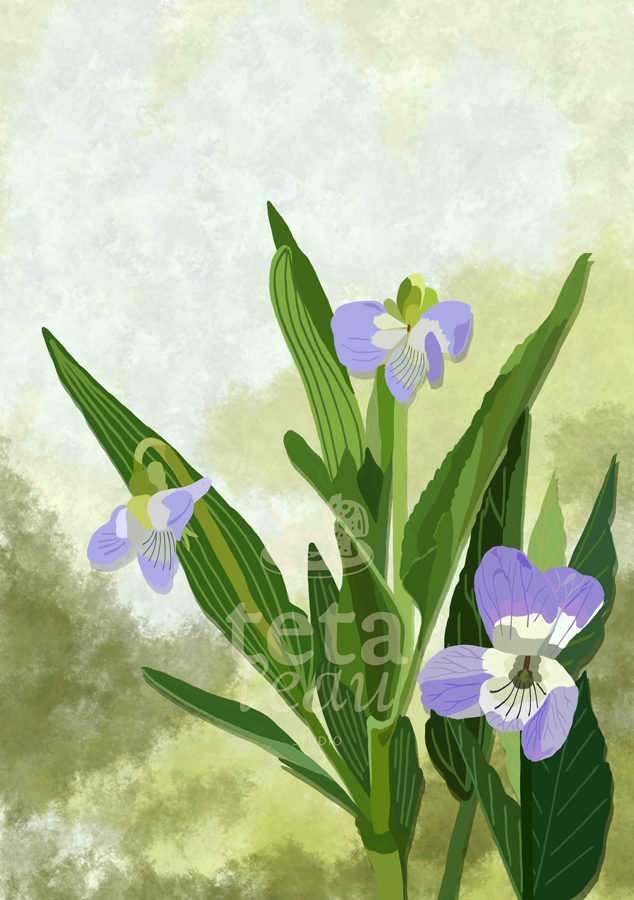 FLORE-4---VIOLETTE-ELEVEE.png