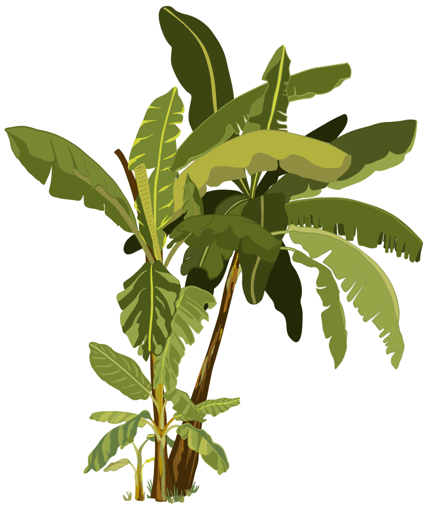 Illustration botanique digitale d'un ensemble de bananiers de différentes tailles aux larges feuilles vertes.