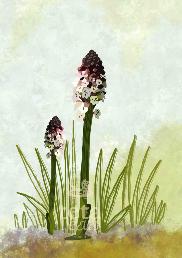 FLORE-2---ORCHIS-BRULE.png