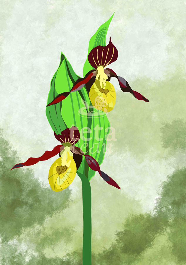 FLORE-3---SABOT-DE-VENUS.png