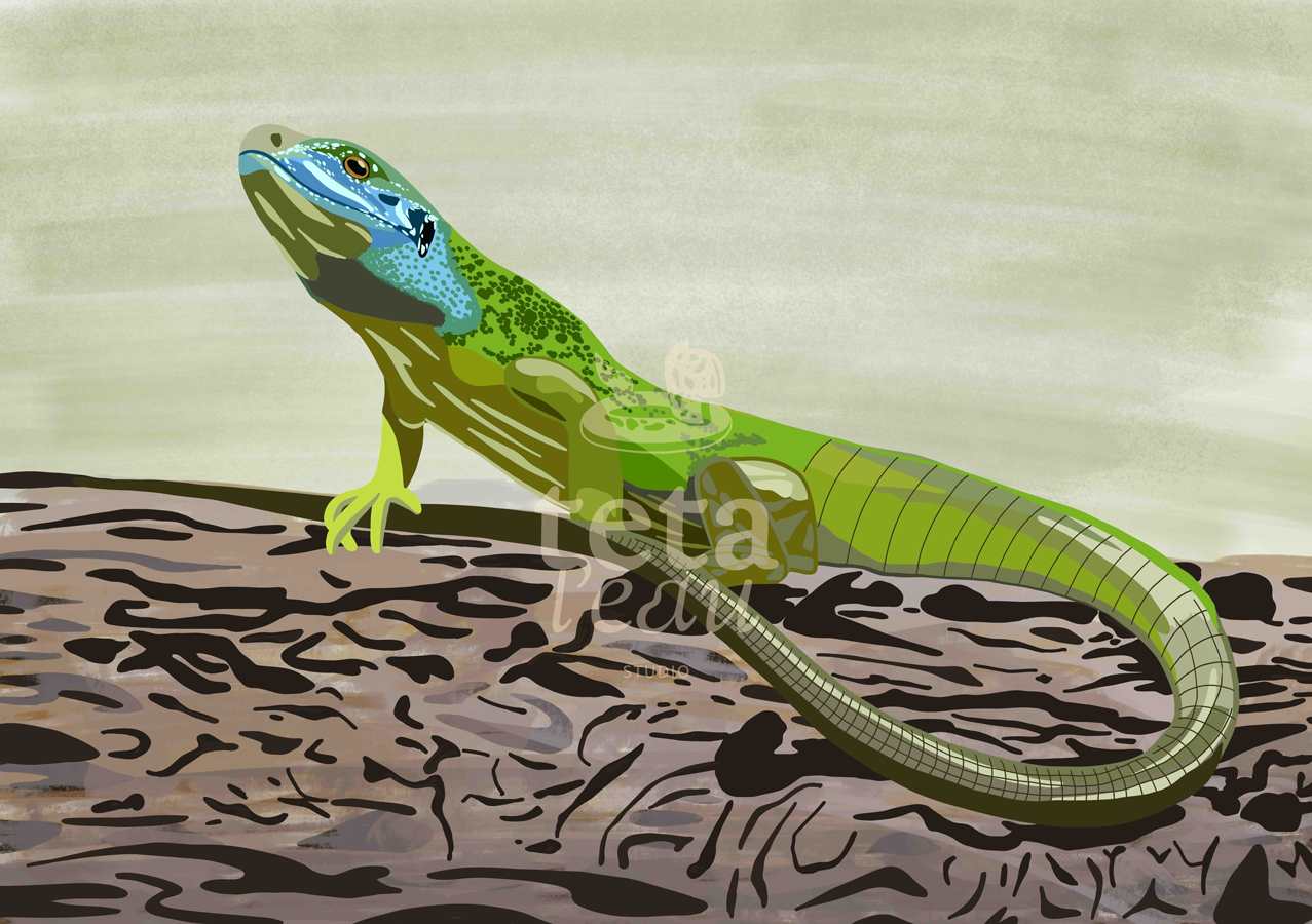 FAUNE-3---LEZARD-VERT.png