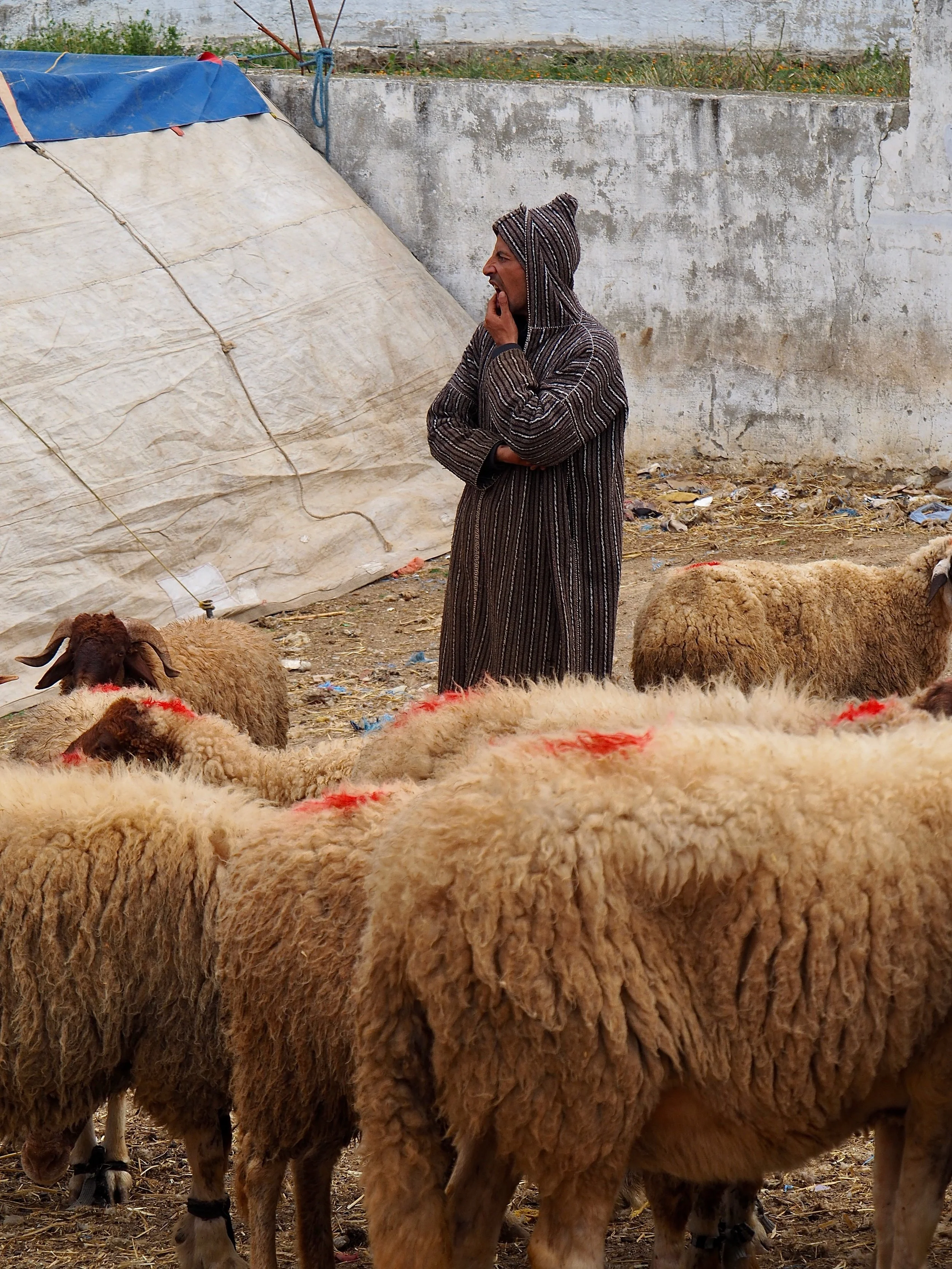 Maroc - Le marché aux bestiaux - 27.jpeg