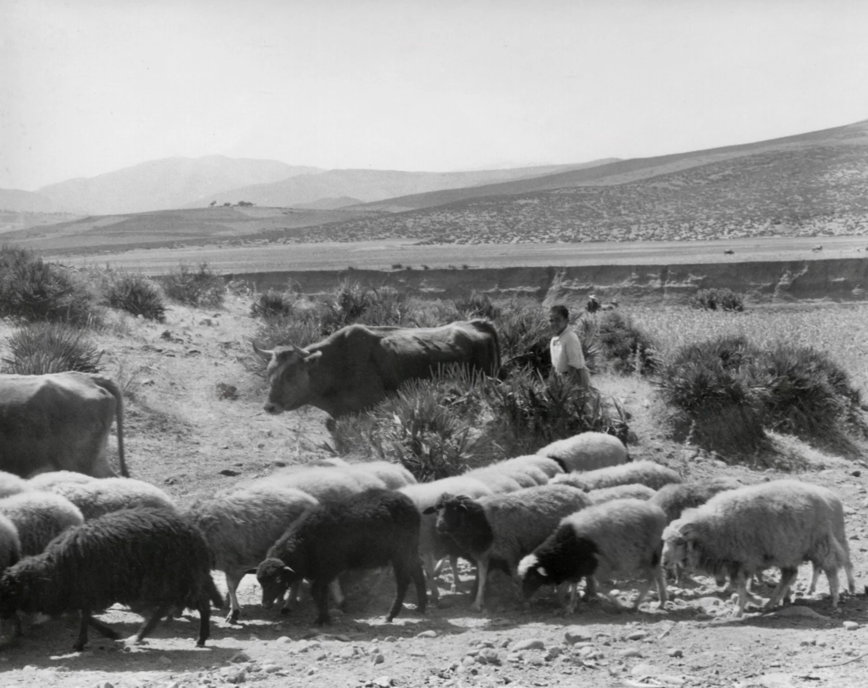 Une scène de campagne avec des vaches et des moutons, un homme et un paysage de collines en arrière-plan, en noir et blanc.