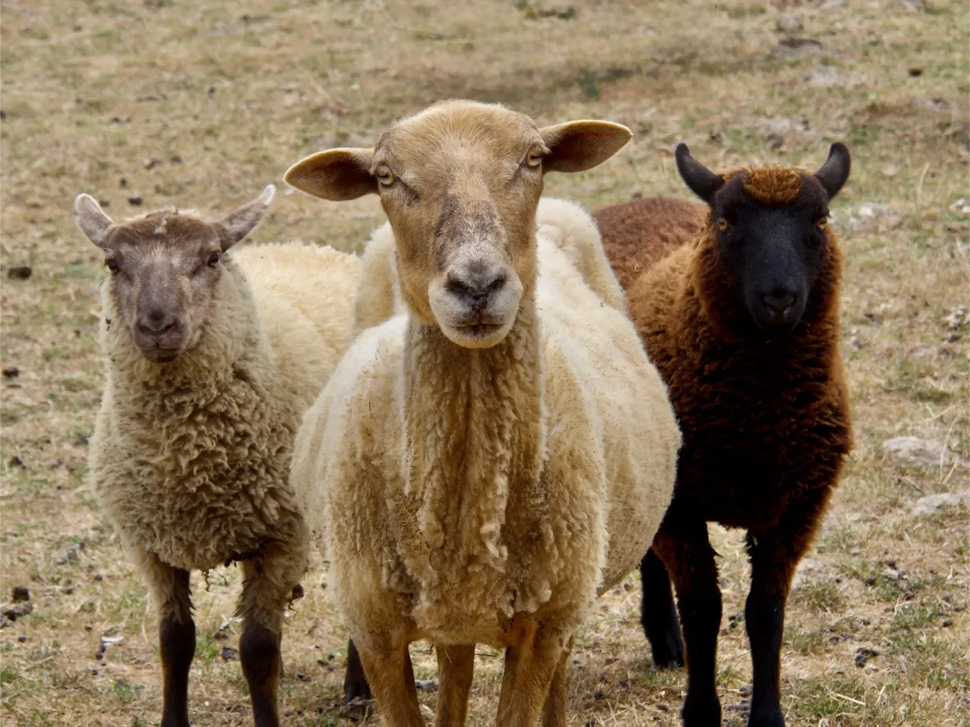 La ferme des Mahaudières