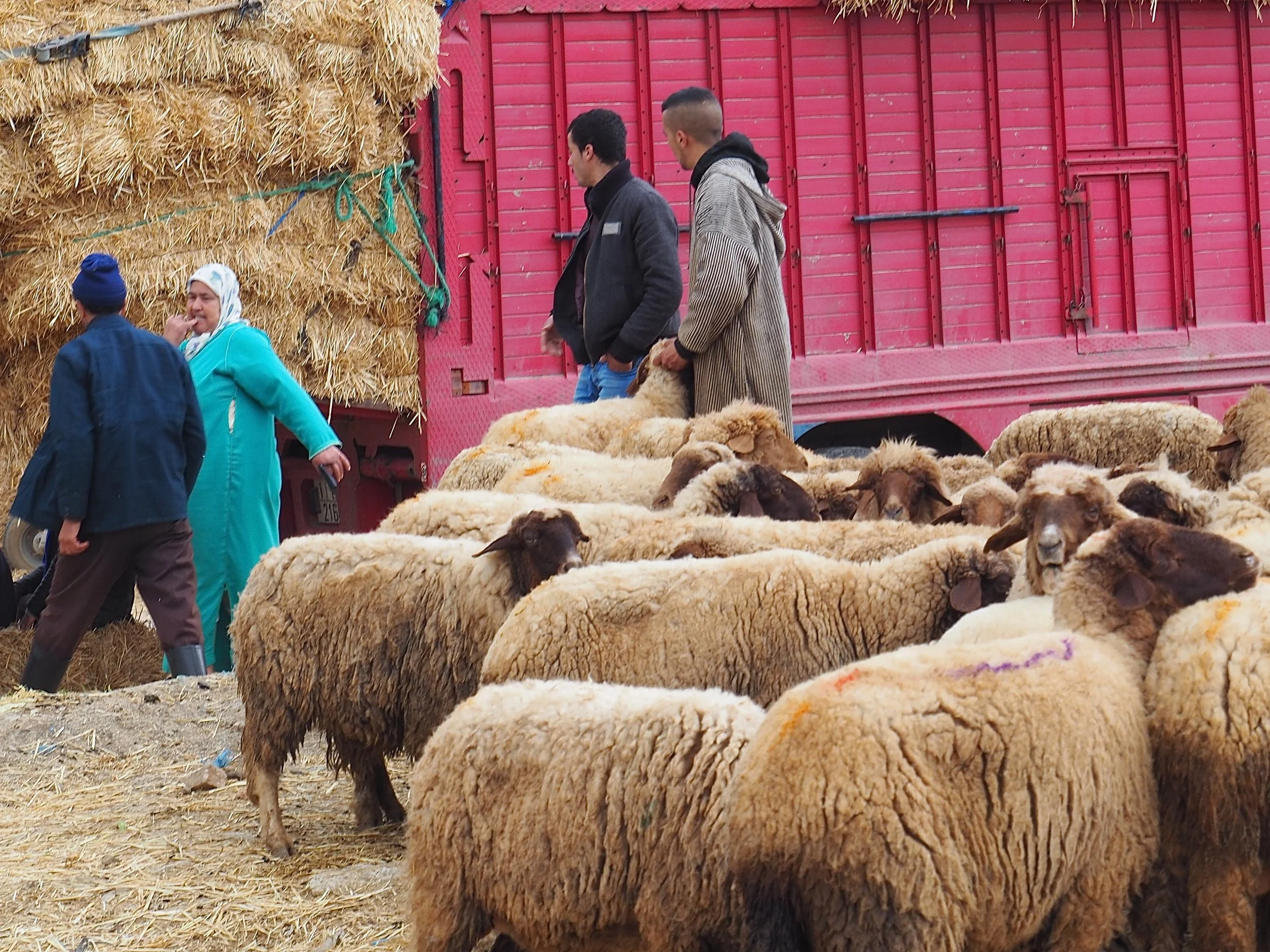 Maroc - Le marché aux bestiaux - 13.jpeg