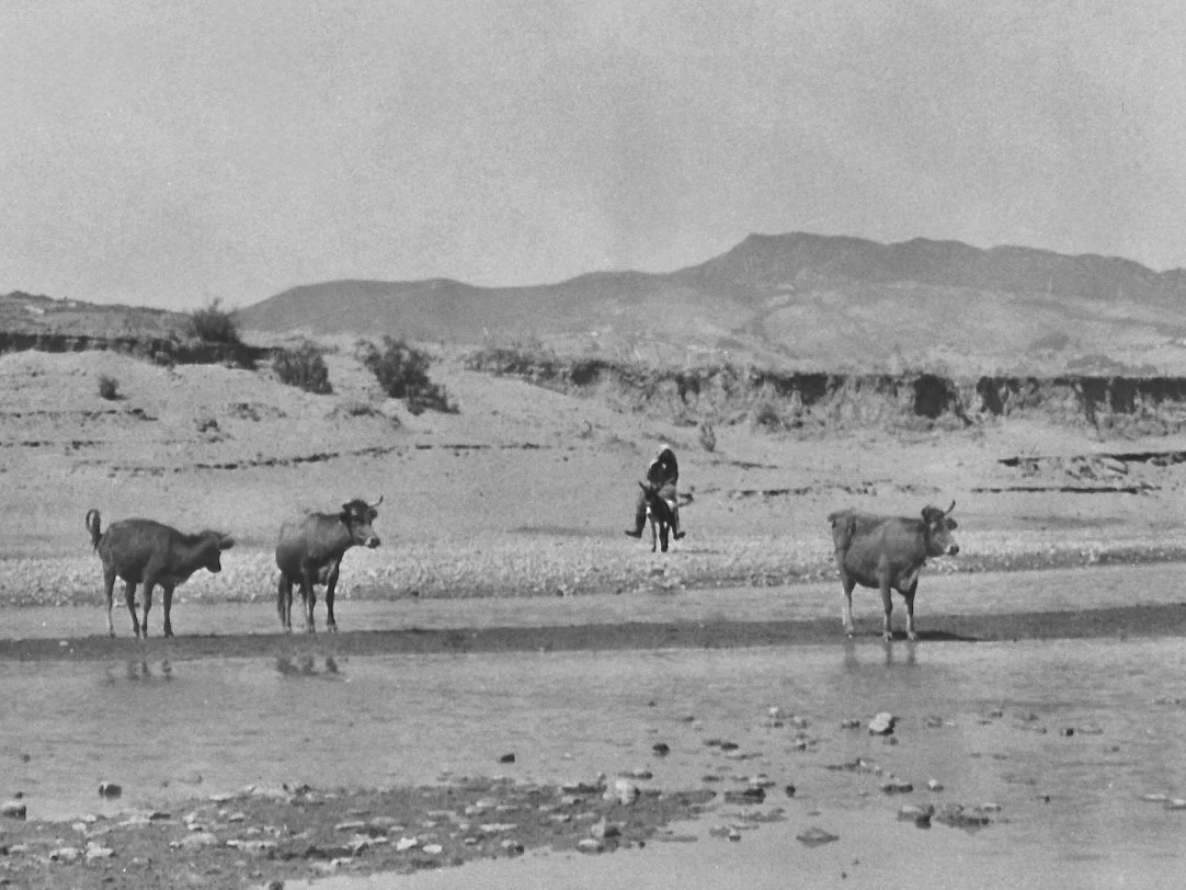 Une plage avec trois vaches près de l'eau et une personne à cheval en arrière-plan, avec des montagnes en arrière-plan.