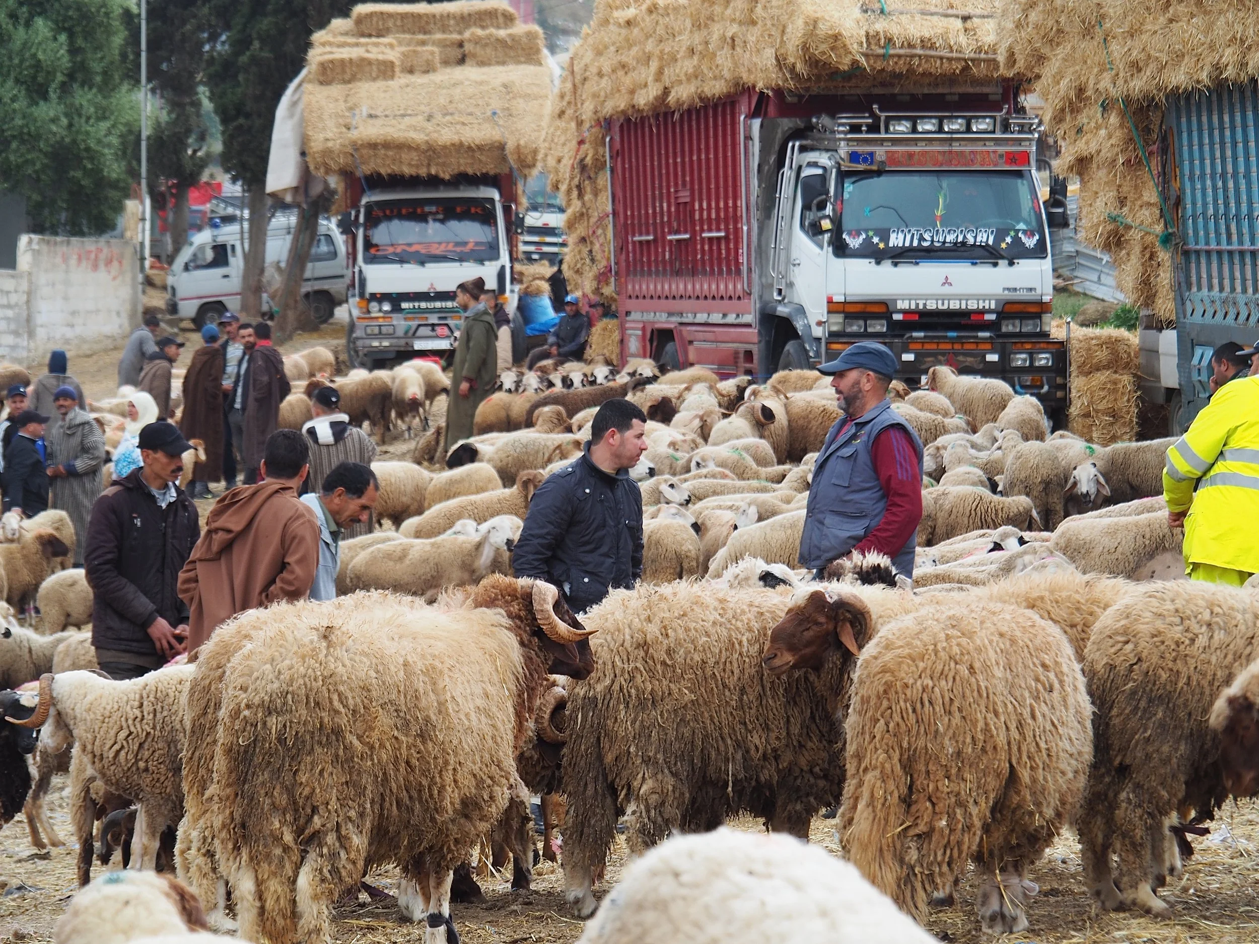 Maroc - Le marché aux bestiaux - 5.jpeg