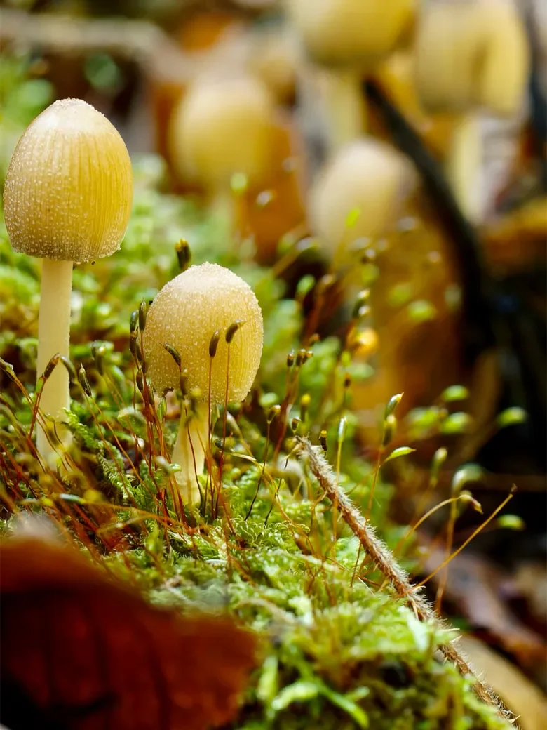 macro-3-128-orf_dxo_deepprime-780.webp