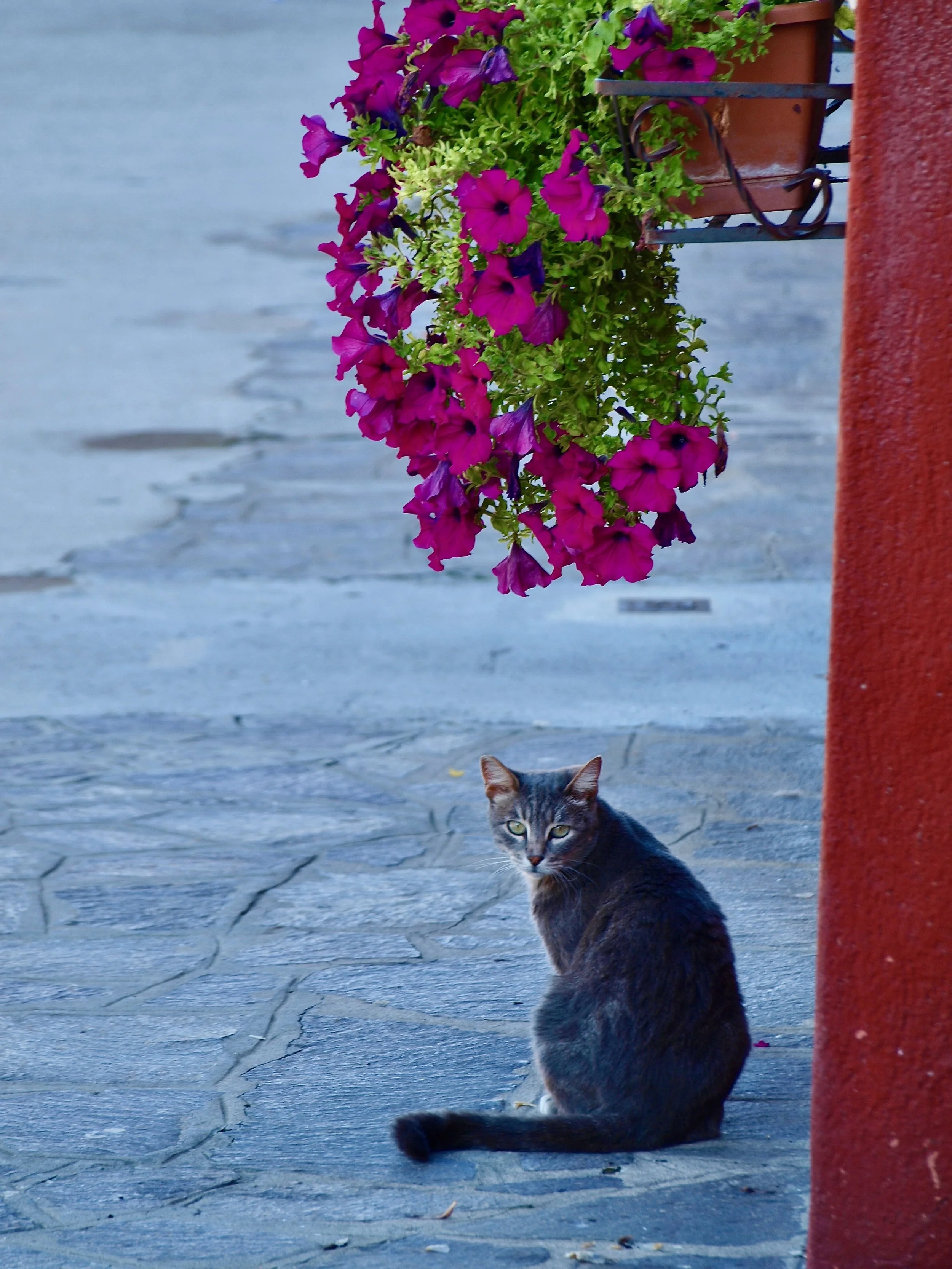 Un chat tigré assis devant un mur en pierre avec un panier de fleurs violettes suspendu au mur à côté et une colonne rouge à droite.