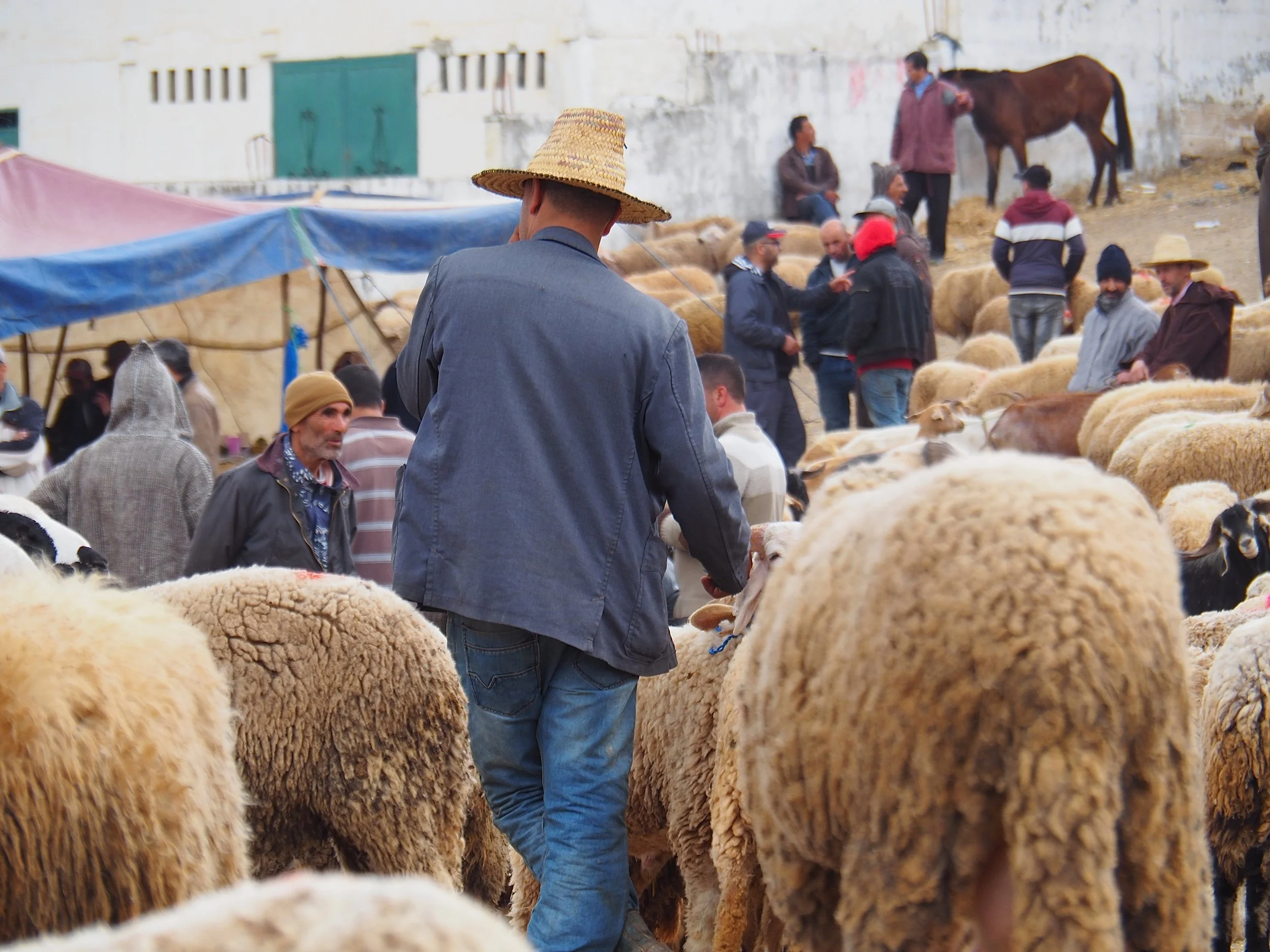Maroc - Le marché aux bestiaux - 6.jpeg