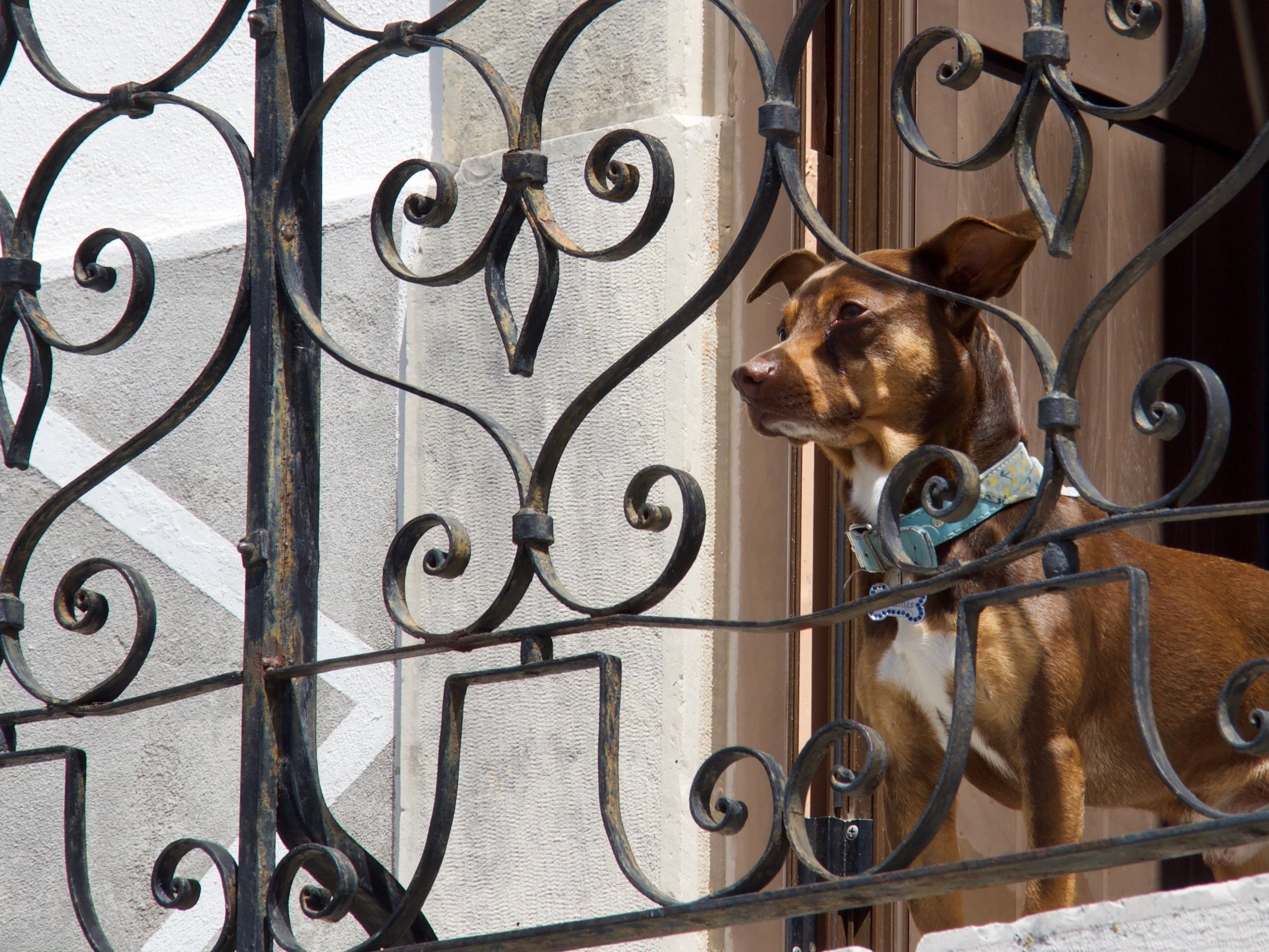 Un chien brun et blanc avec des oreilles droites regarde à travers une grille en fer forgé.