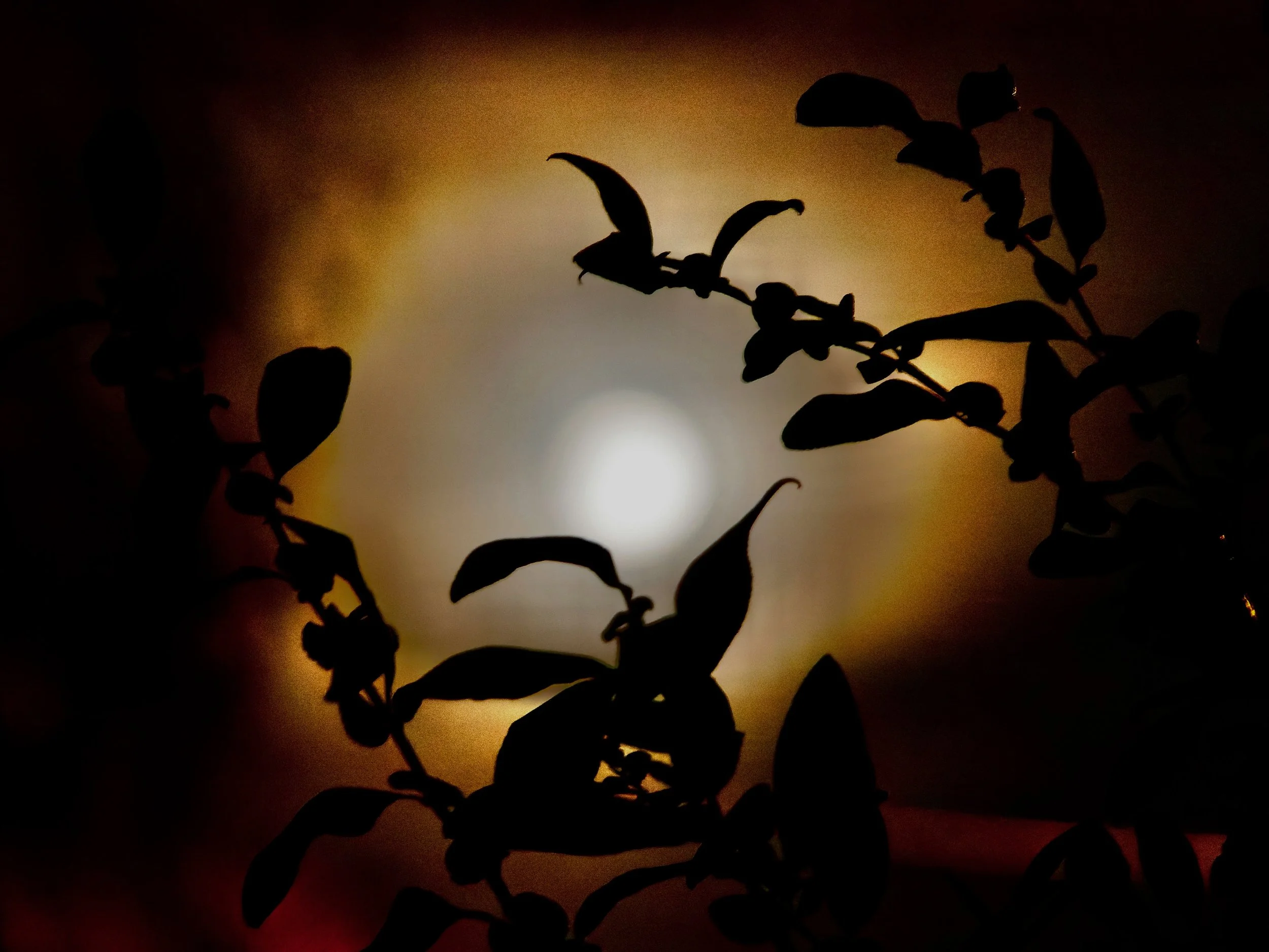 Silhouettes de branches et de feuilles contre un fond lumineux de couleur orange et jaune, évoquant un coucher de soleil ou un lever de soleil.