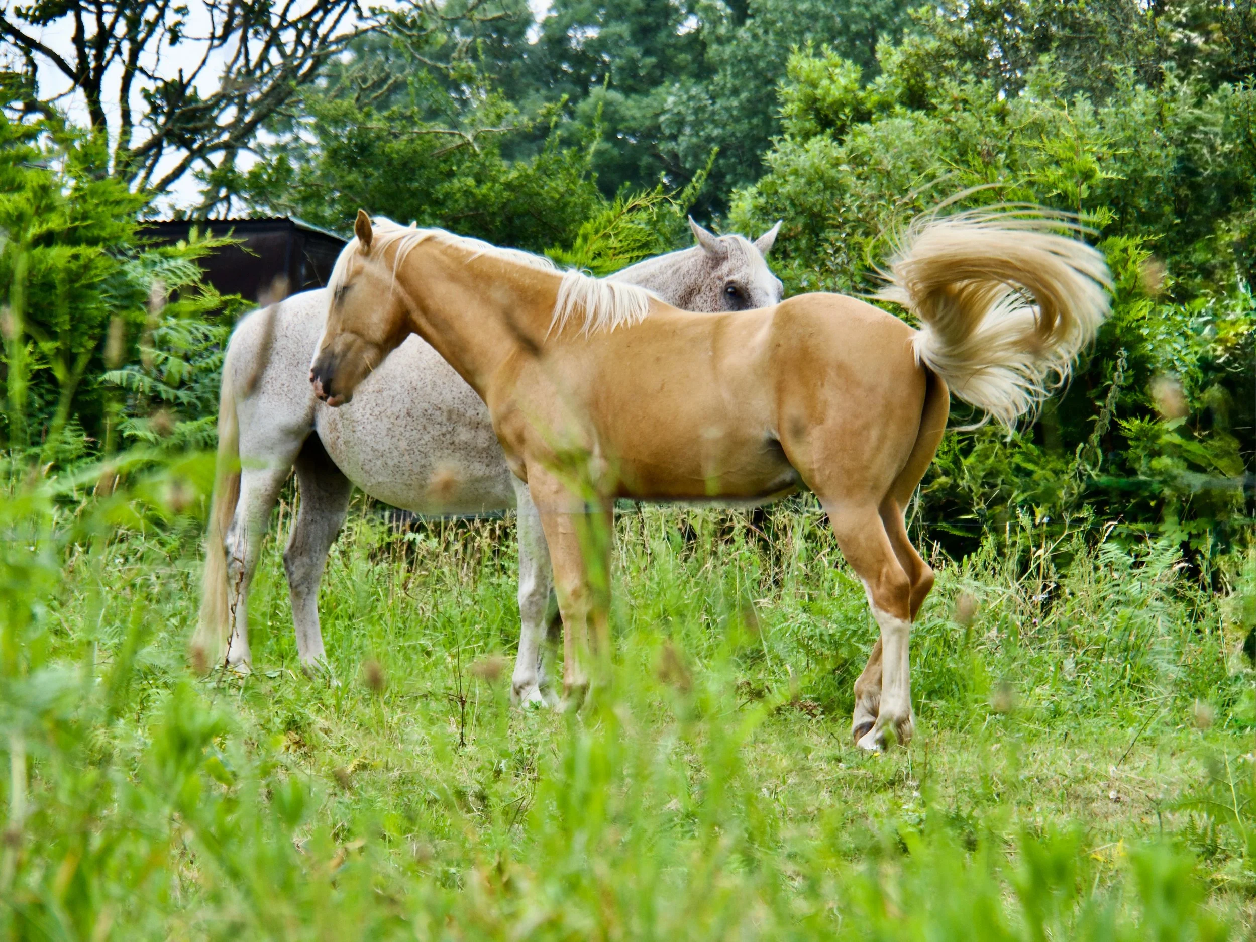 ANIMAUX